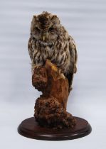 Taxidermy interest: European owl perched on a naturalistic tree stump fixed to an oval plinth