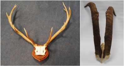 Taxidermy interest: pair of five point trophy antlers attached to a skull, on shield wall plinth,