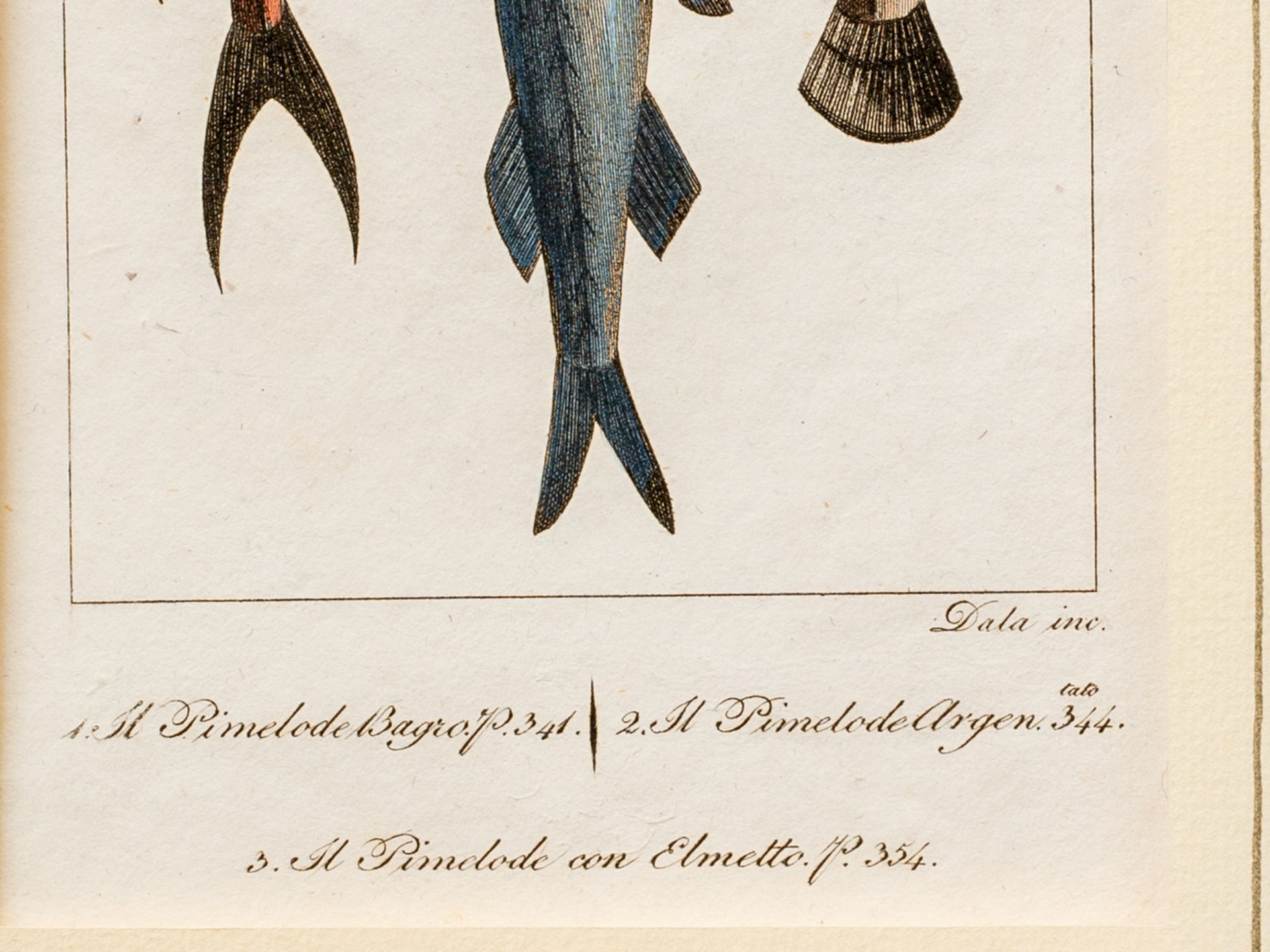 "Three slender catfish", From an Italian encyclopaedia on fish species - Image 3 of 3