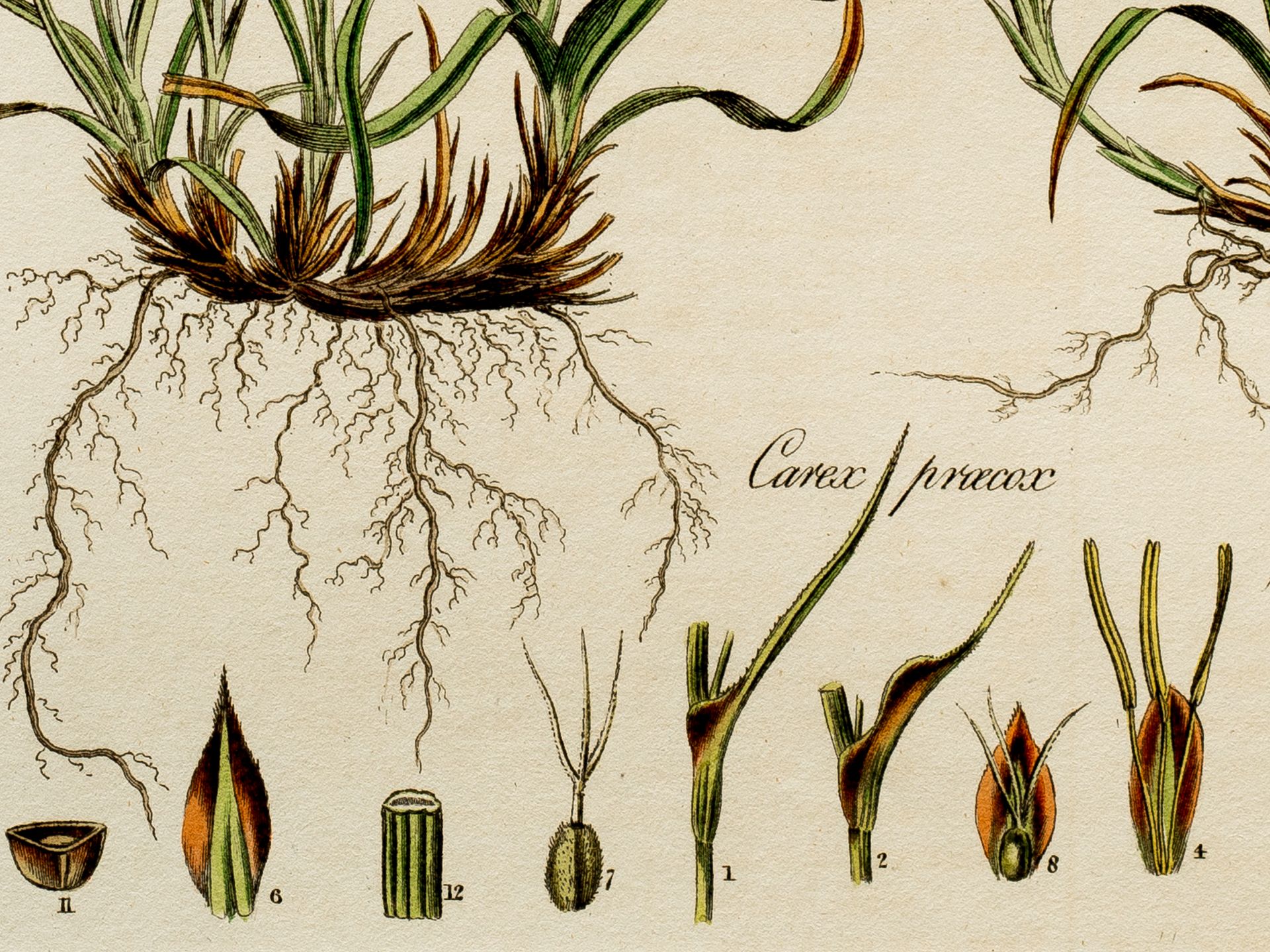 „Carex praecox“ (Frühe Segge), Tafel aus botanischem Manuskript, Aus „Flora Londinensis“ - Bild 2 aus 2