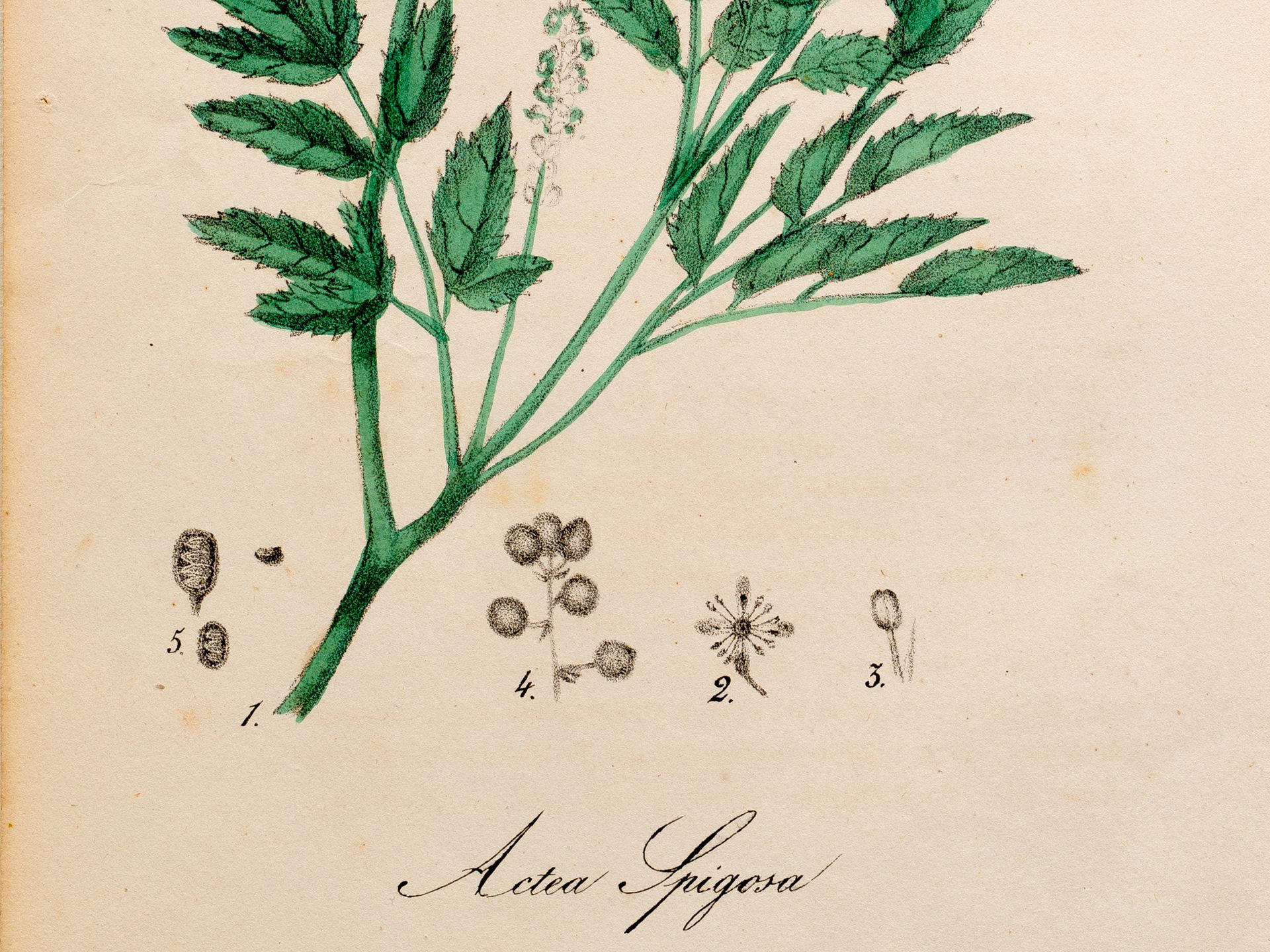 „Actea Spigosa“ (Christophskraut), Tafel aus botanischem Manuskript, Kolorierter Stich - Bild 2 aus 2