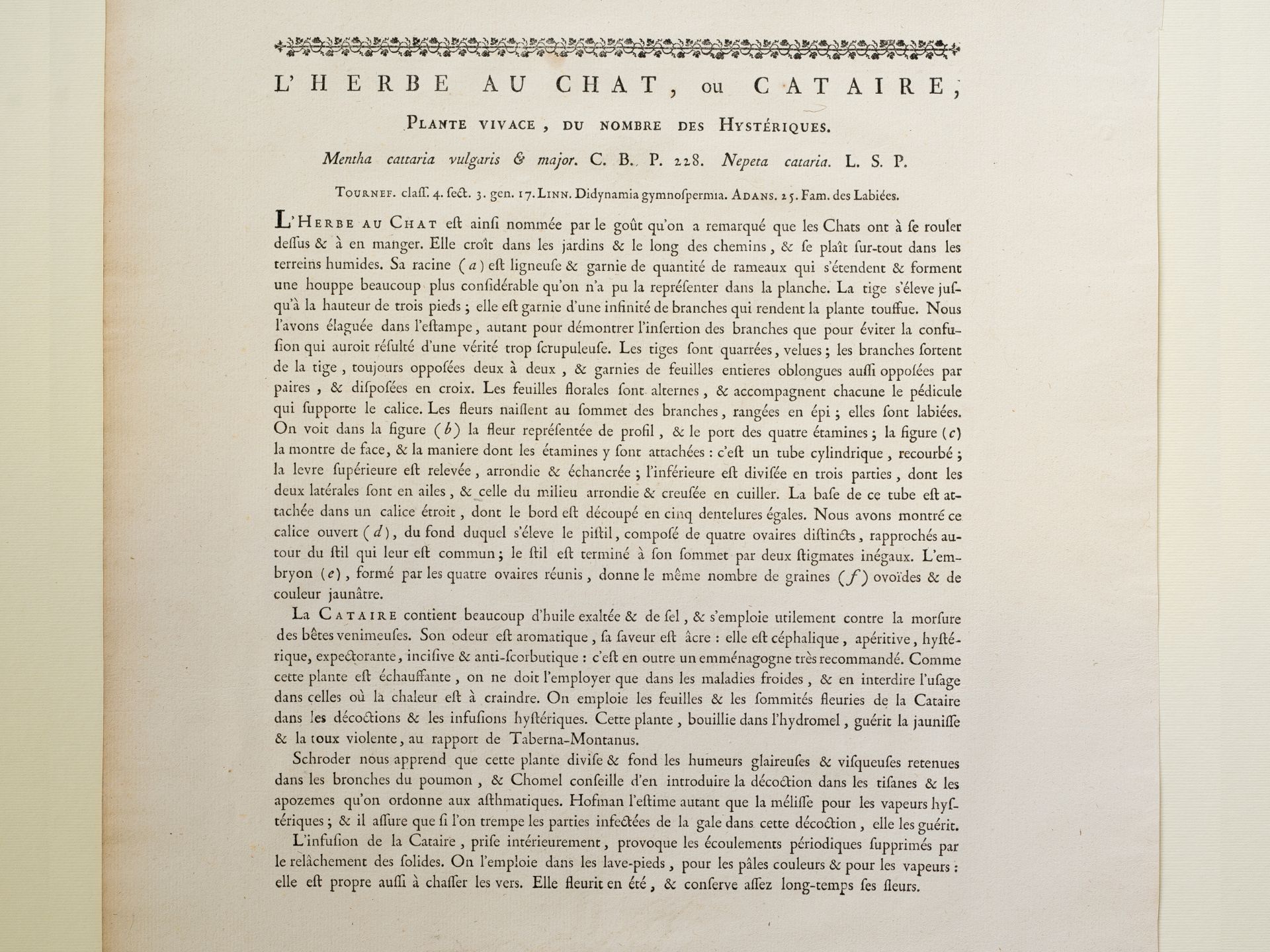 „L’Herbe au Chat“, Tafel aus botanischem Manuskript - Bild 3 aus 3