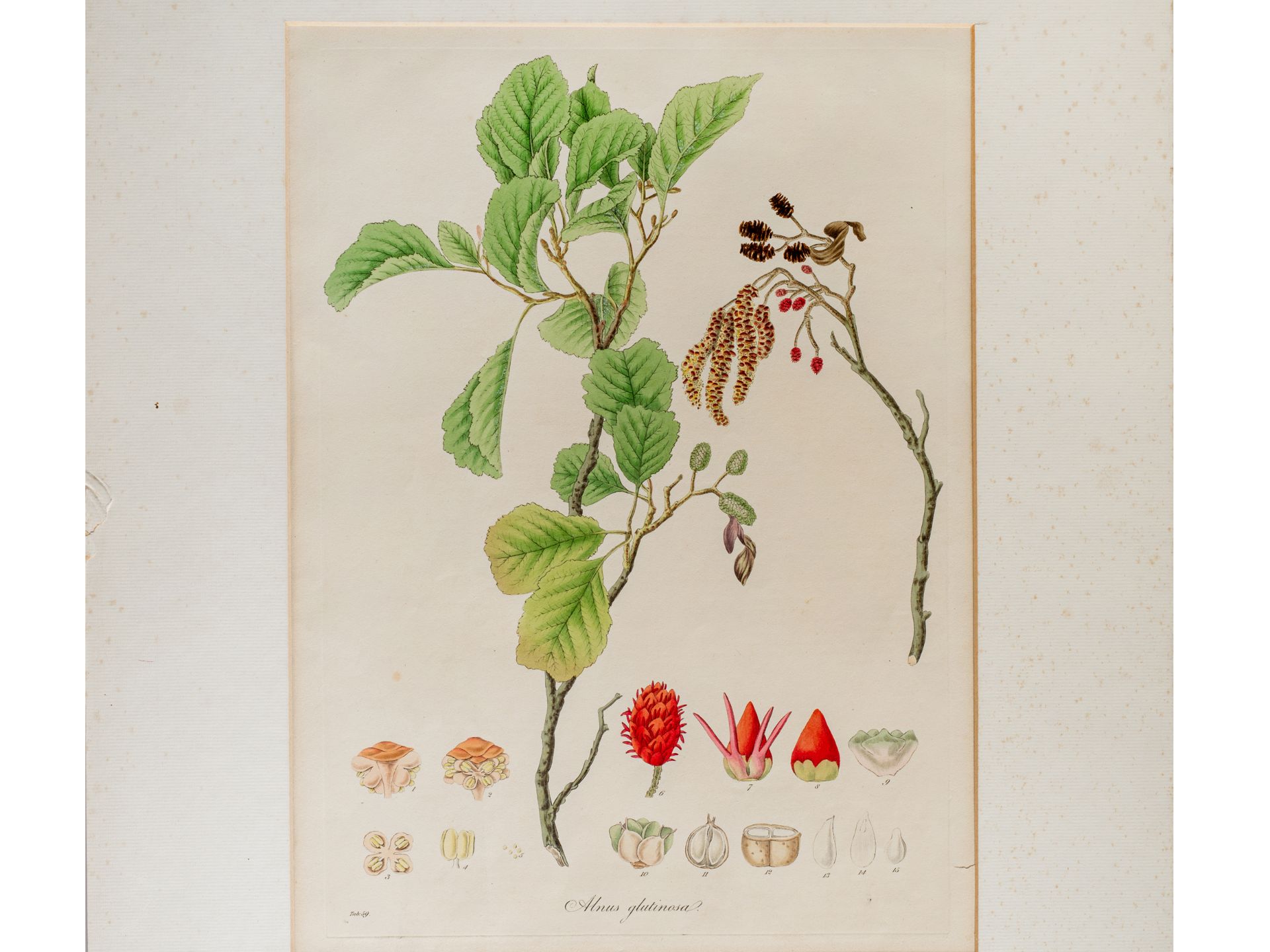 "Alnus glutinosa (black alder), Plate from botanical manuscript