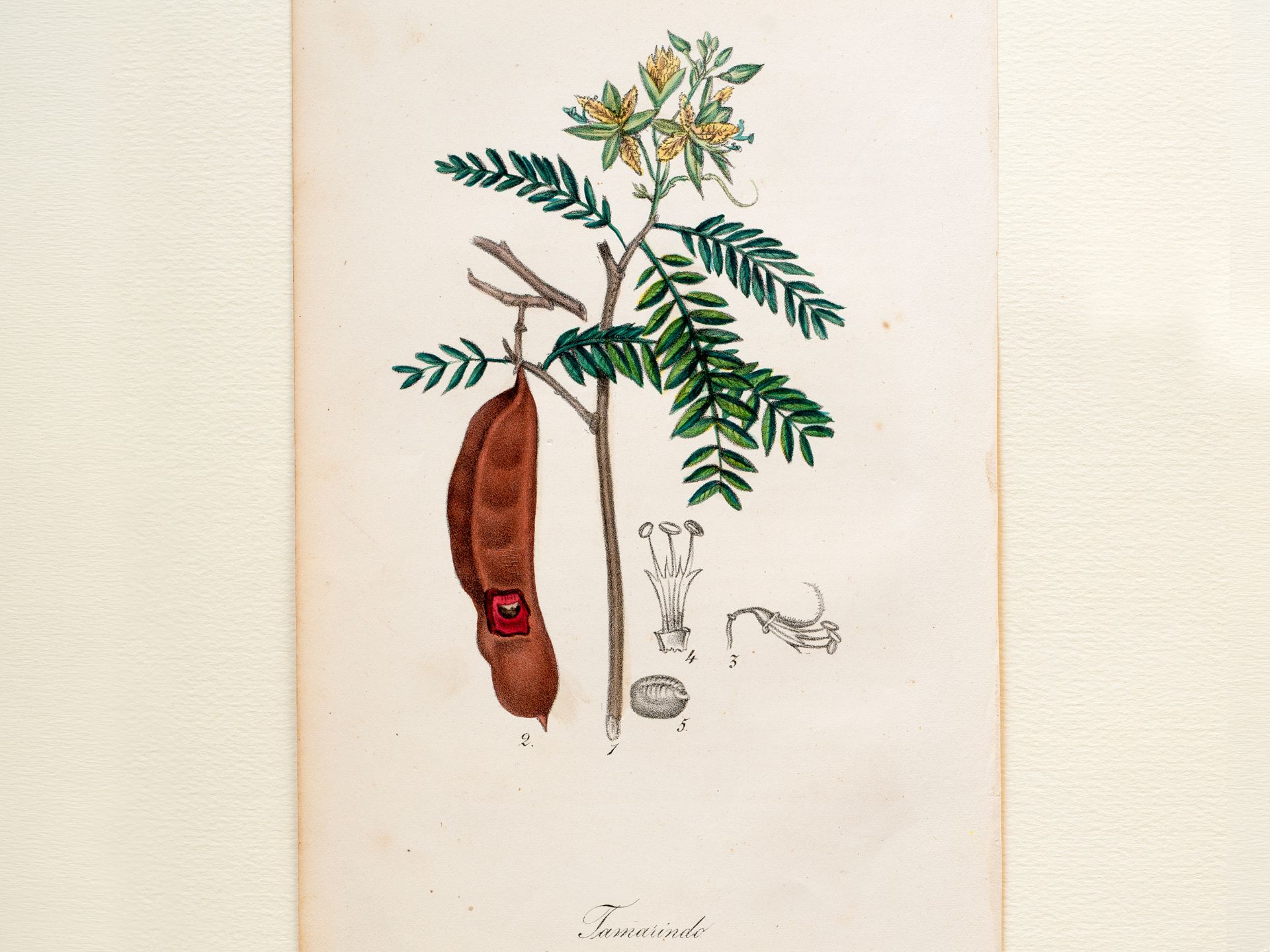 „Tamarindo“ (Sauerdattel), Tafel aus botanischem Manuskript, Kolorierter Stich