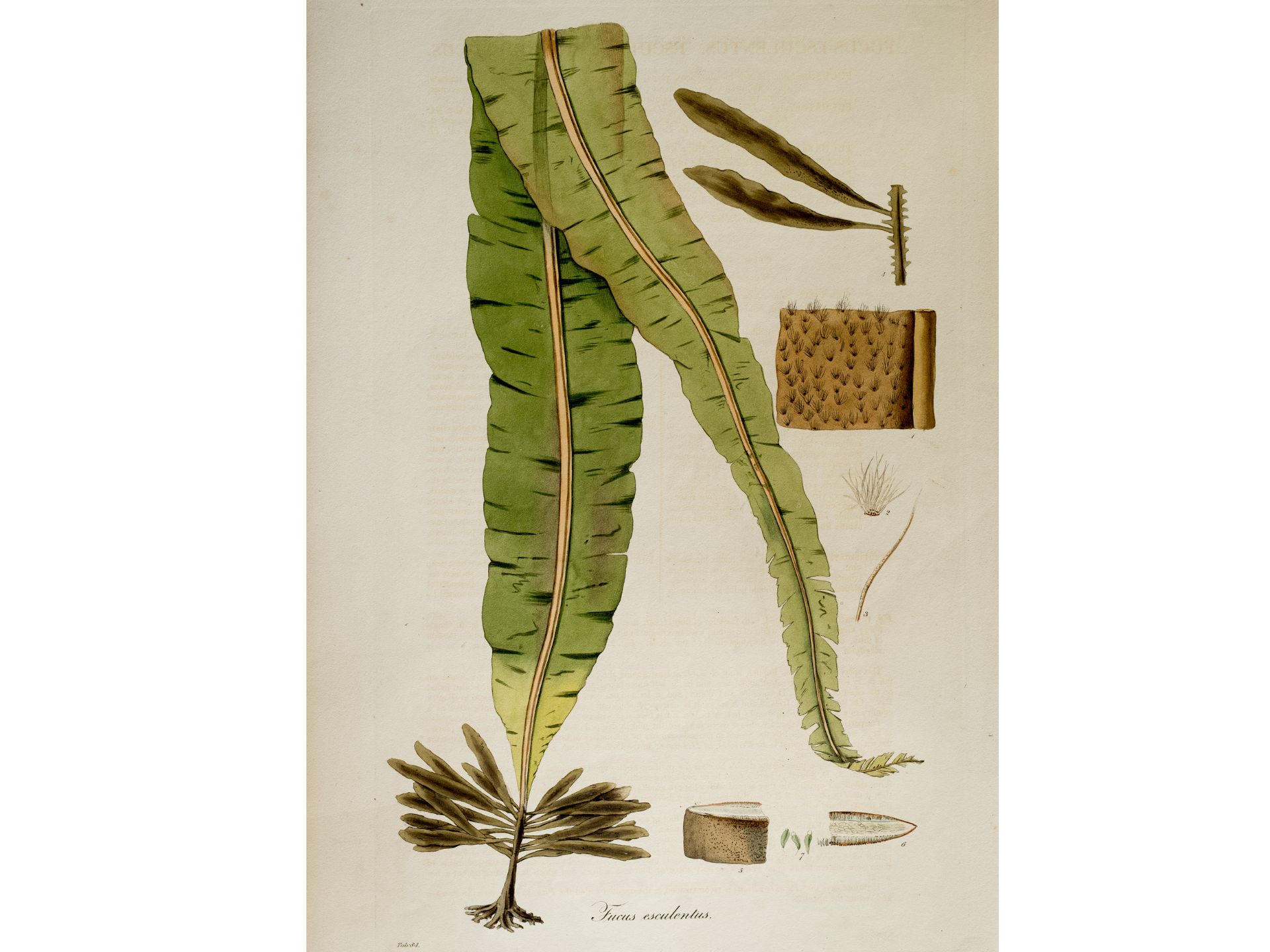 „Fucus esculentus“ (Algen), Tafel aus botanischem Manuskript