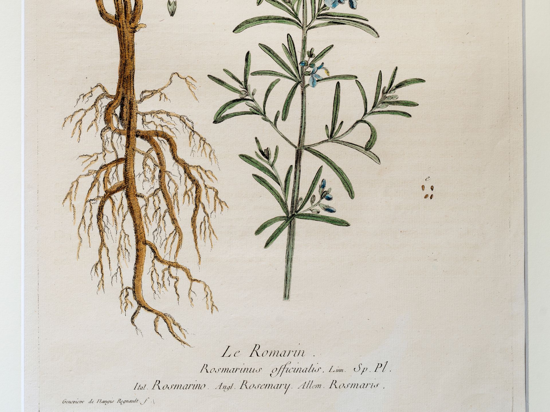 „Le Romarin“, Tafel aus botanischem Manuskript - Bild 2 aus 3
