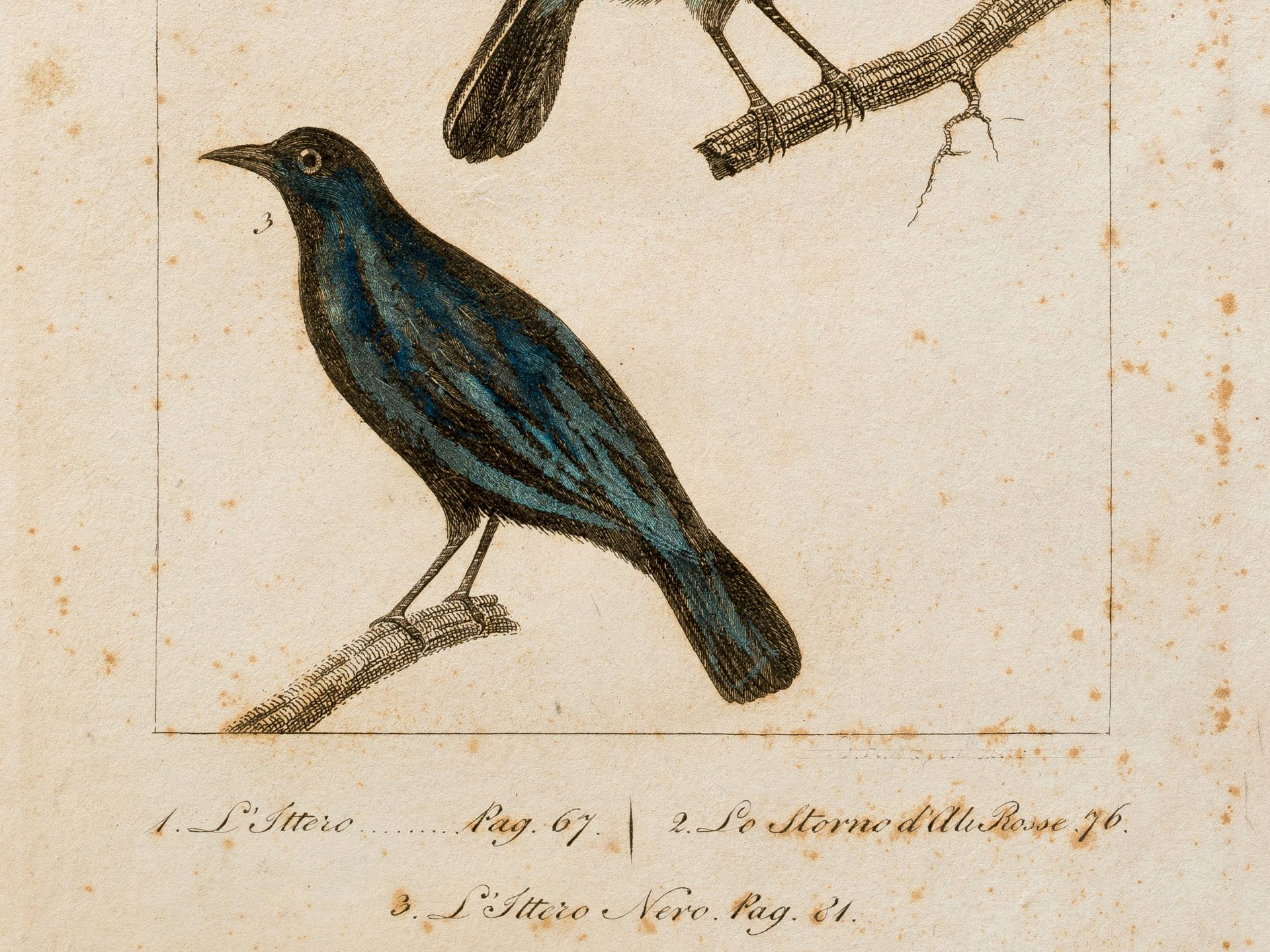 „Ittero/Storno“ (3 Unterarten), Aus einem italienischen Traktat über Vogelarten, Kolorierter Stich - Bild 2 aus 2