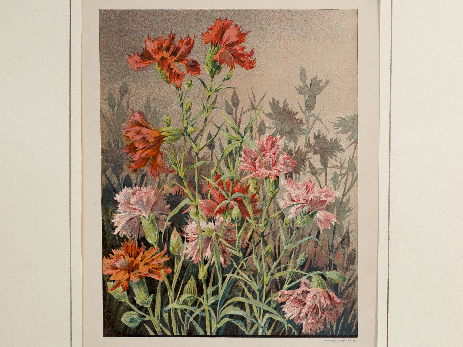 "Carnations", Paris, Early 20th century