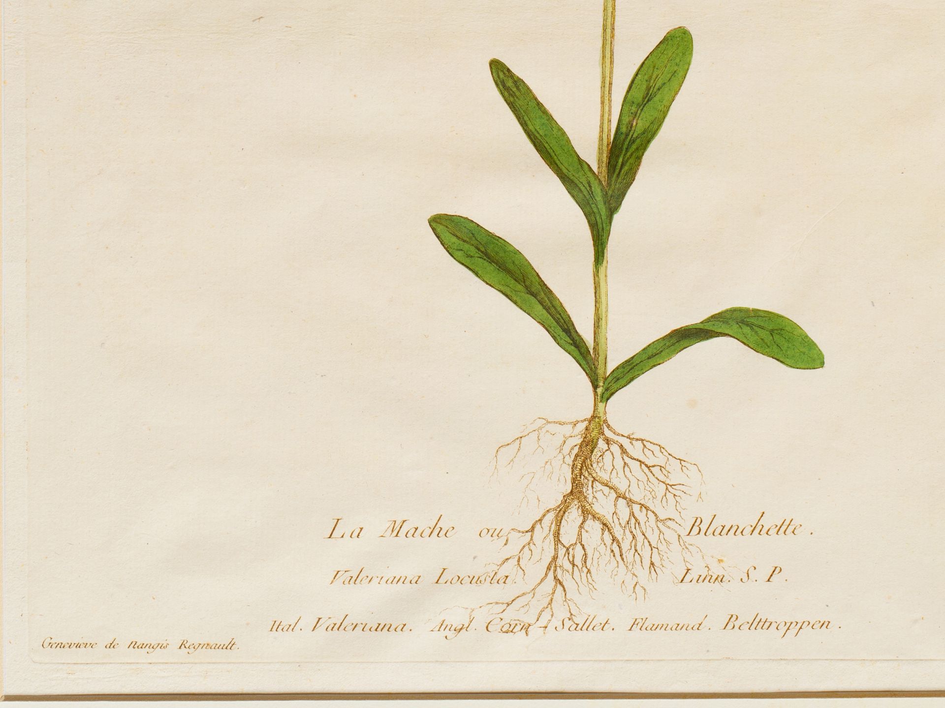 "La Mache ou Blanchette" (lamb's lettuce), Plate from botanical manuscript - Image 3 of 3