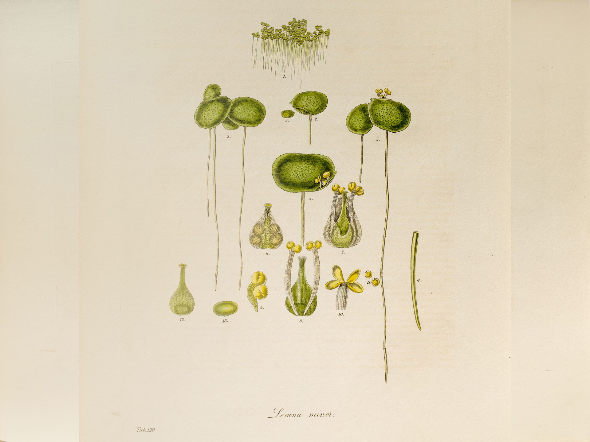 "Lemna minor” (duckweed), Plate from botanical manuscript