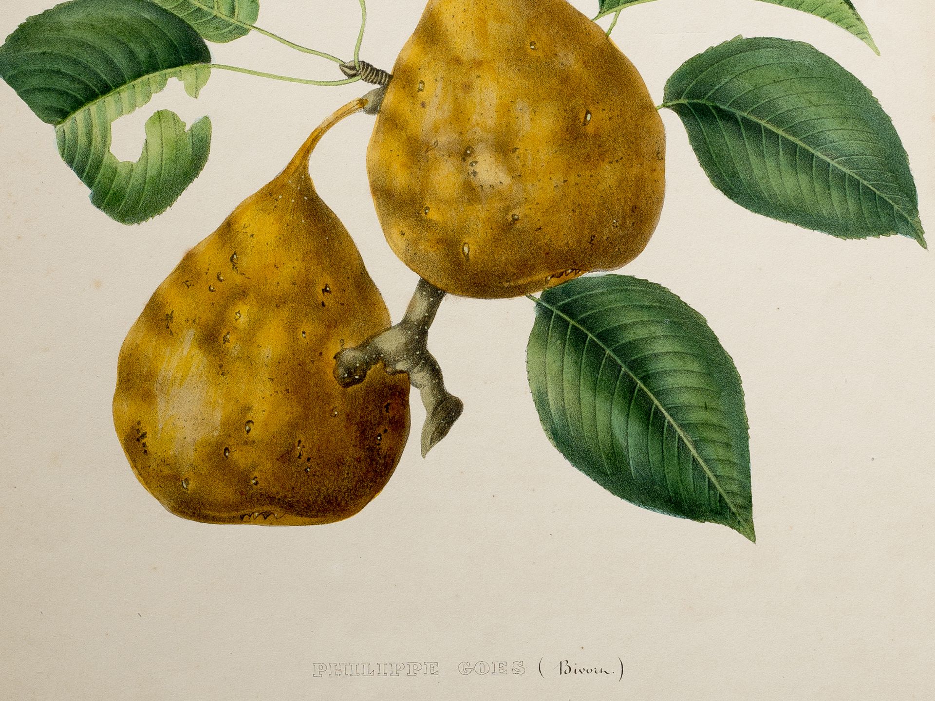 From "Annales de pomologie belge et étrangère par la Commission royale de pomology" - Image 2 of 2