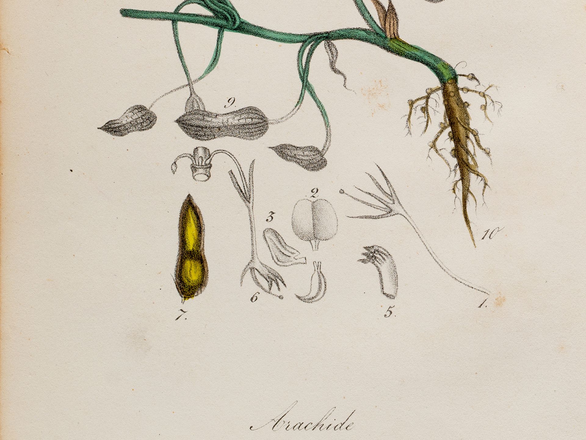 „Arachide“ (Erdnuss), Tafel aus botanischem Manuskript, Kolorierter Stich - Bild 2 aus 2