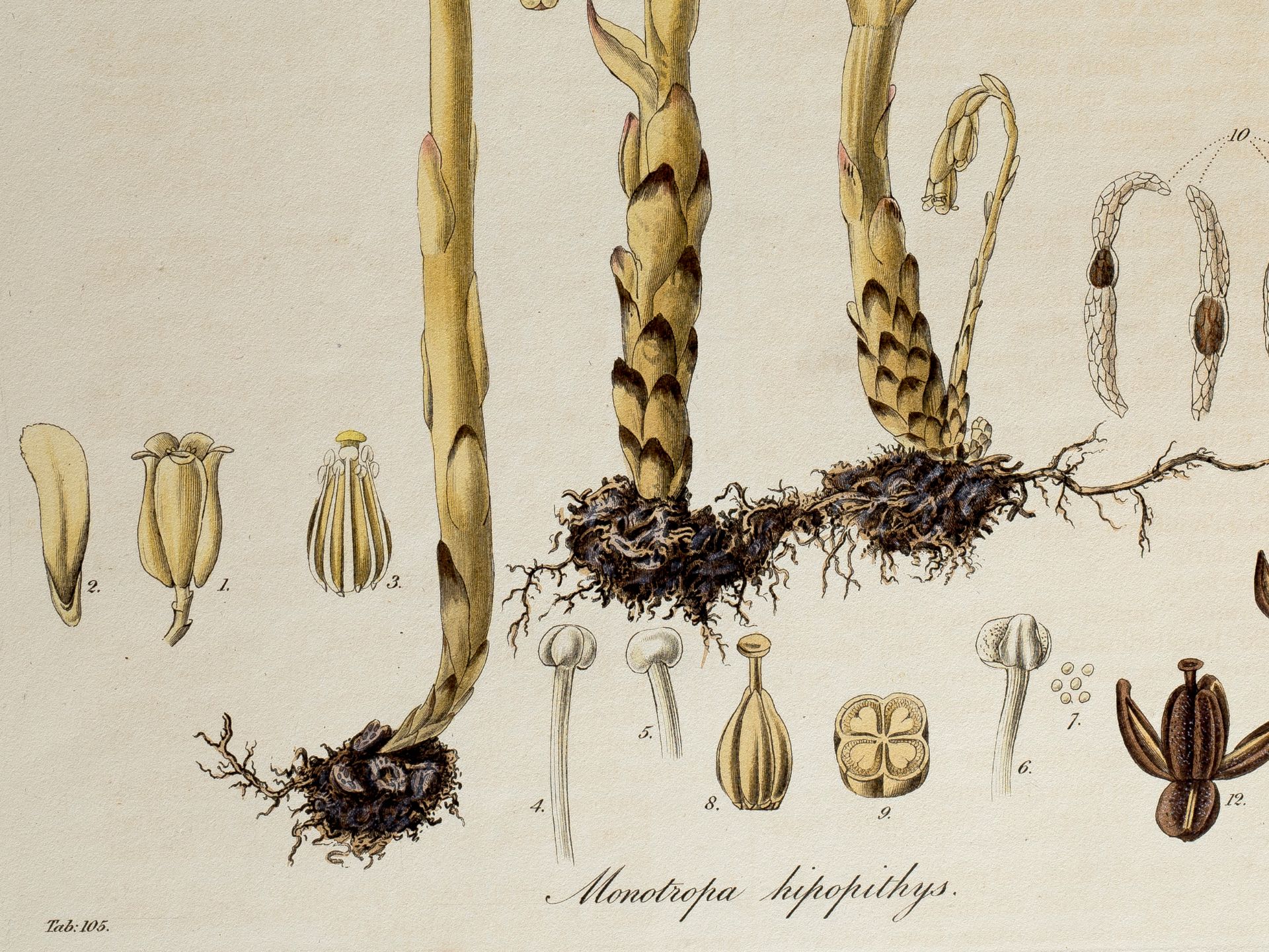 „Monotropa hipopithys“ (Fichtenspargel), Tafel aus botanischem Manuskript - Bild 2 aus 2