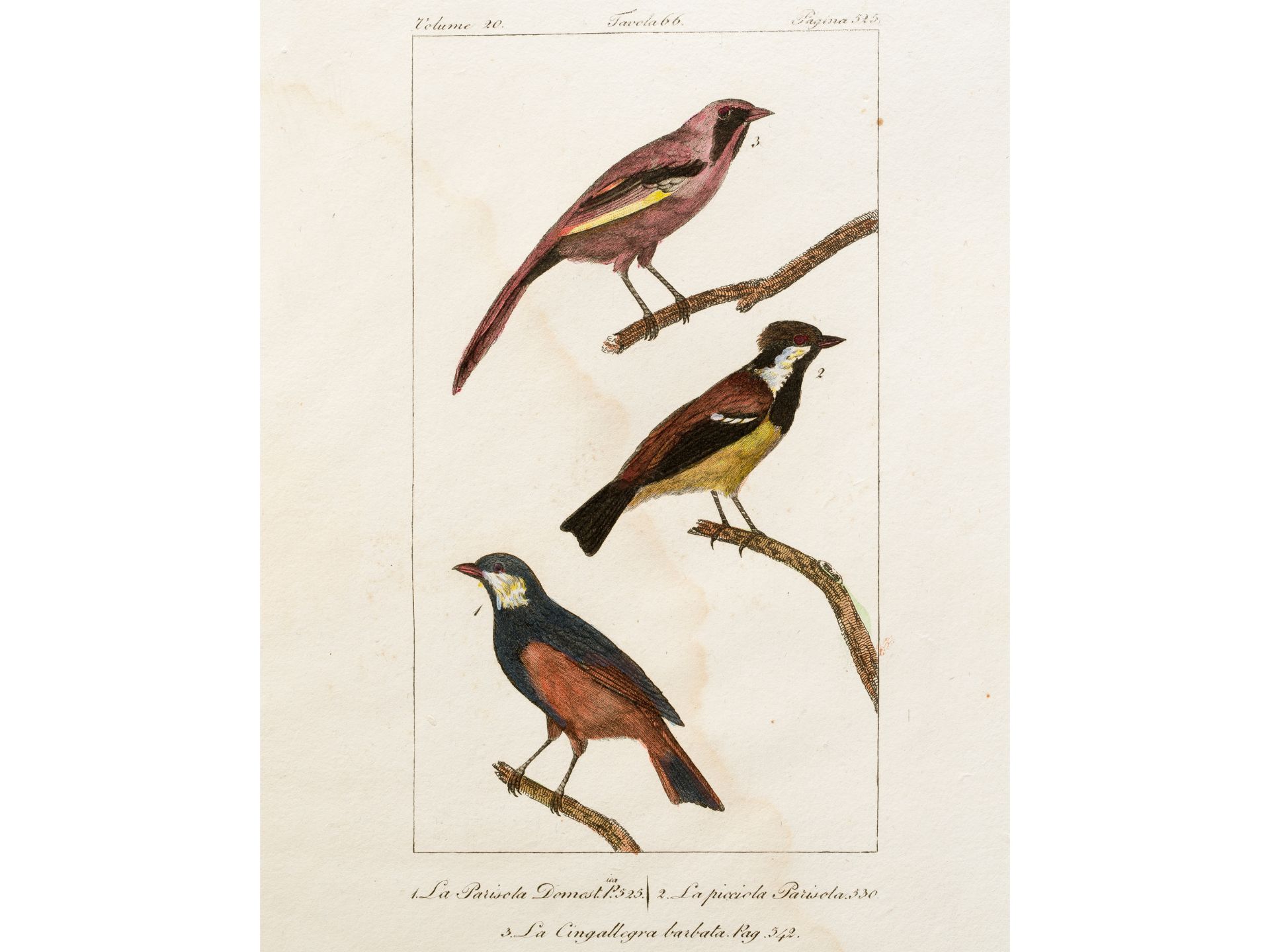 „Parisola“ (3 Unterarten), Aus einem italienischen Traktat über Vogelarten, Kolorierter Stich