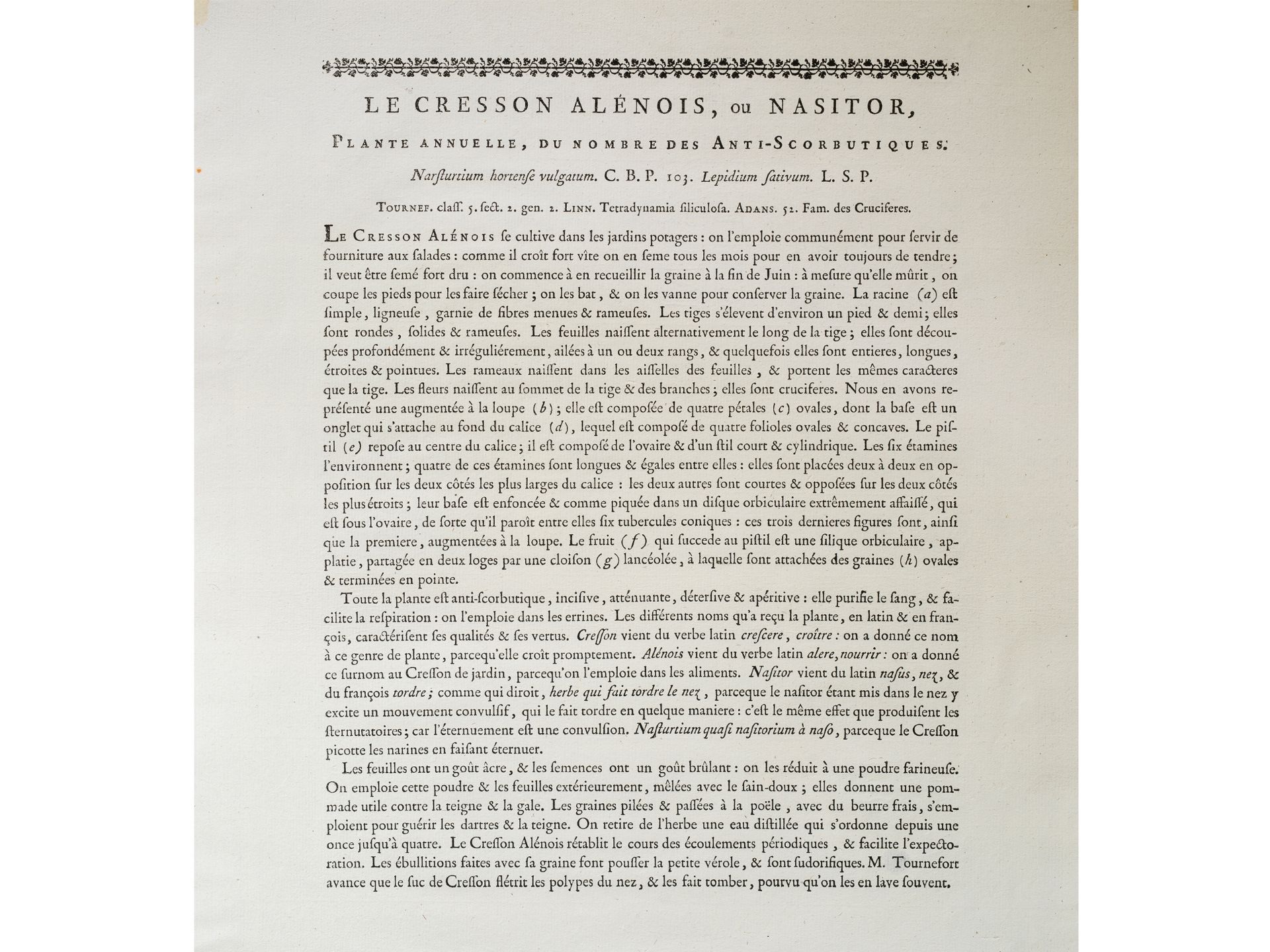 „Le Cresson Alénois“, Tafel aus botanischem Manuskript - Bild 3 aus 3