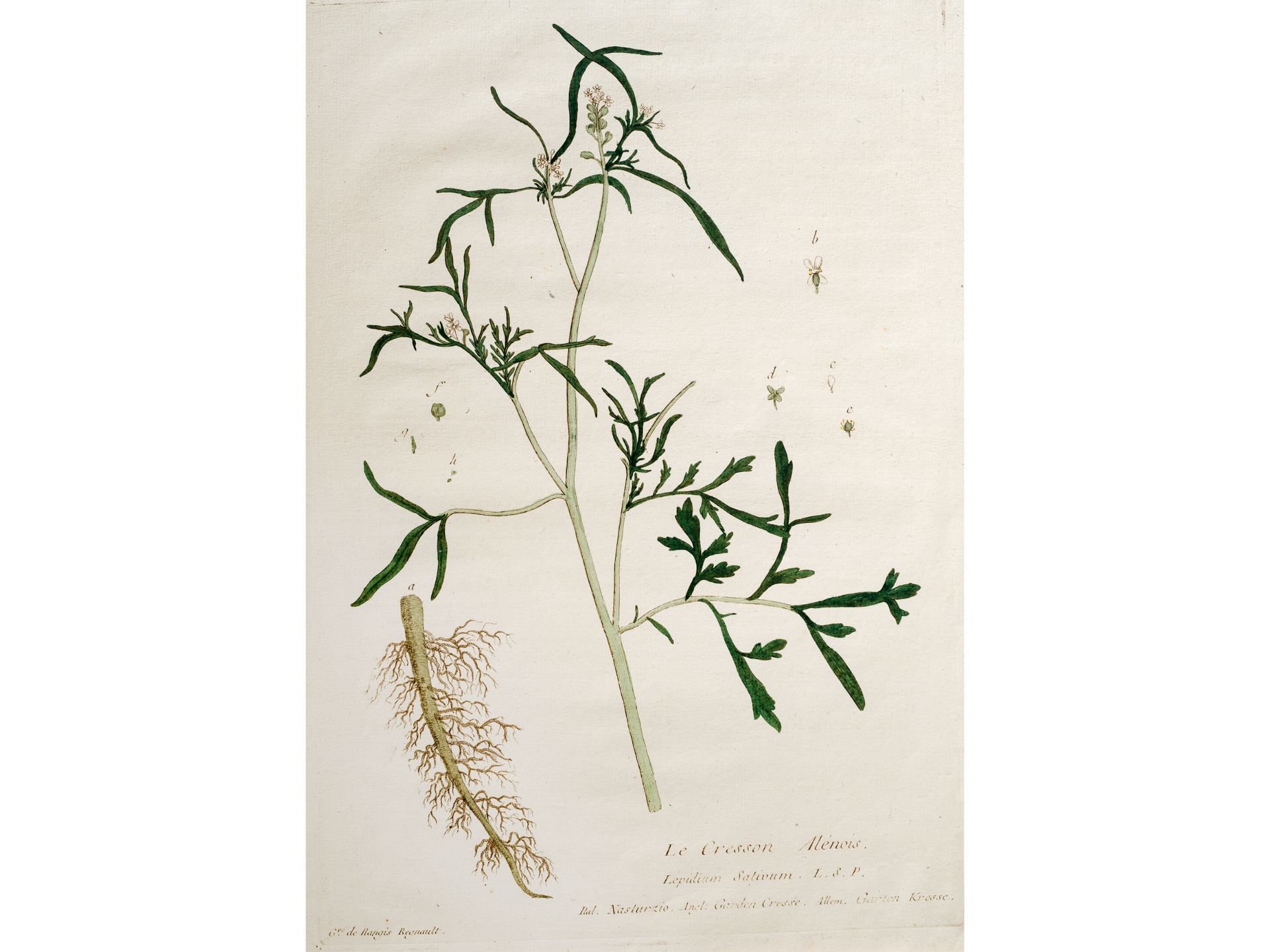 „Le Cresson Alénois“, Tafel aus botanischem Manuskript