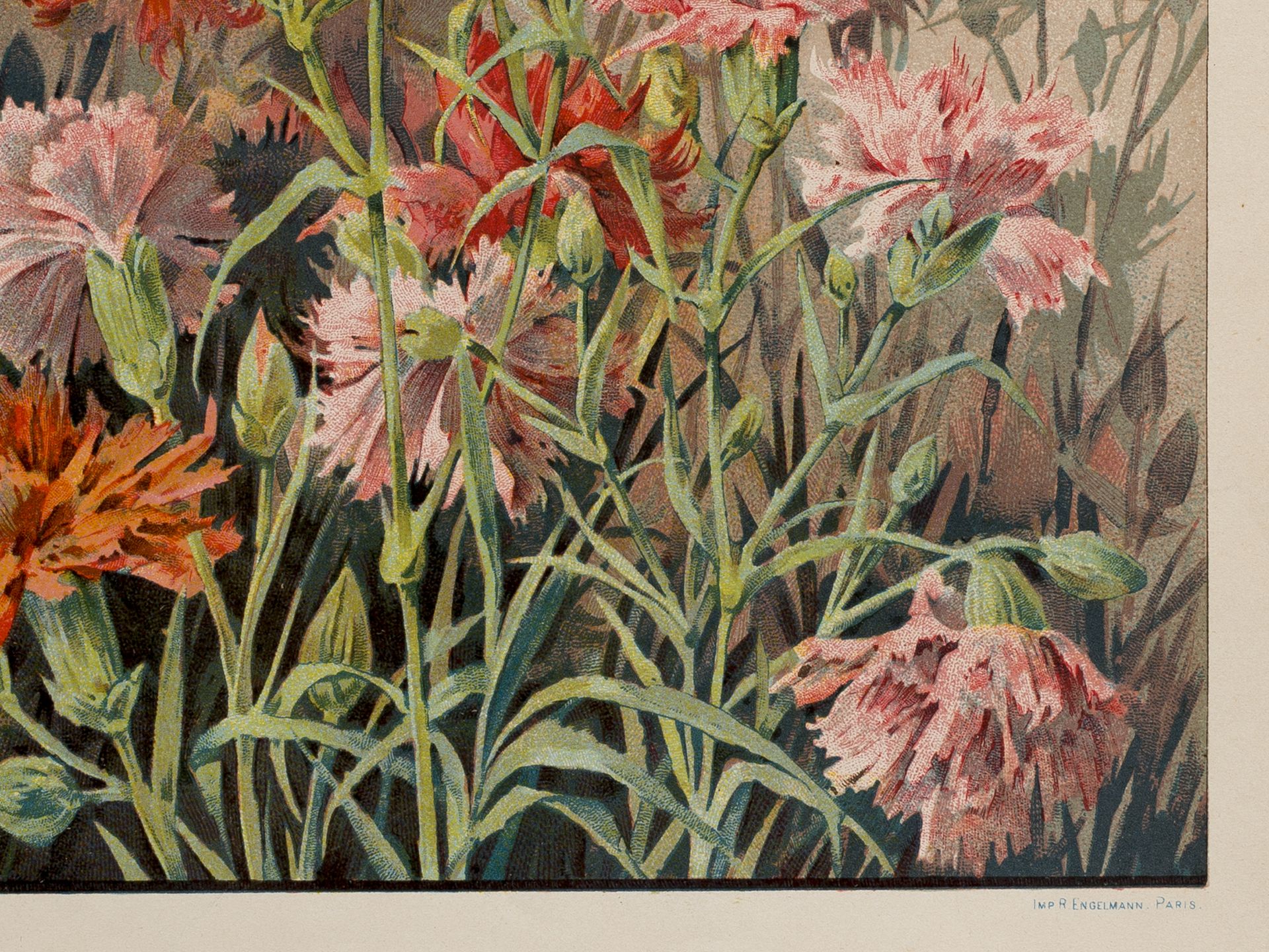 "Carnations", Paris, Early 20th century - Image 2 of 2
