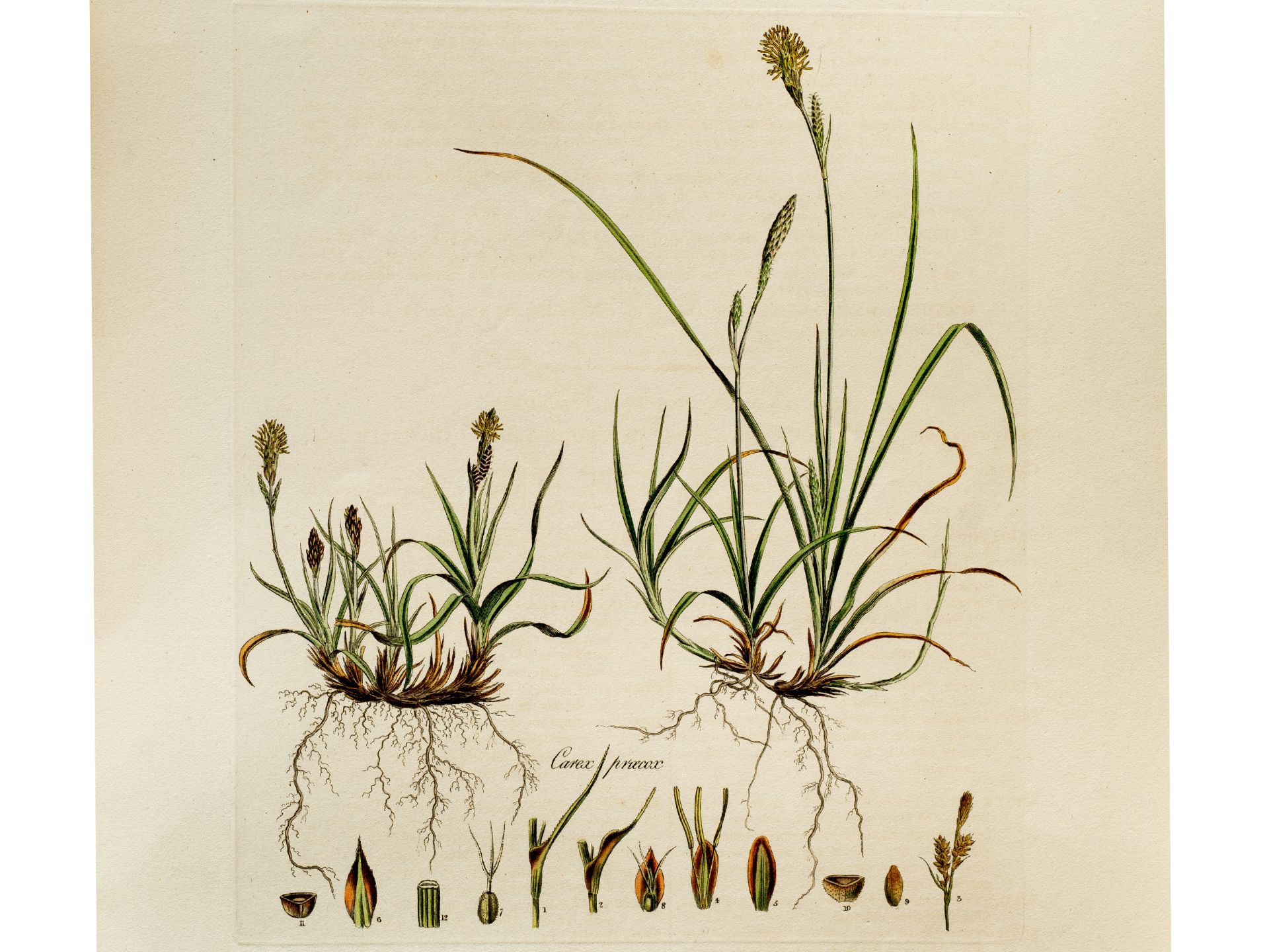 „Carex praecox“ (Frühe Segge), Tafel aus botanischem Manuskript, Aus „Flora Londinensis“