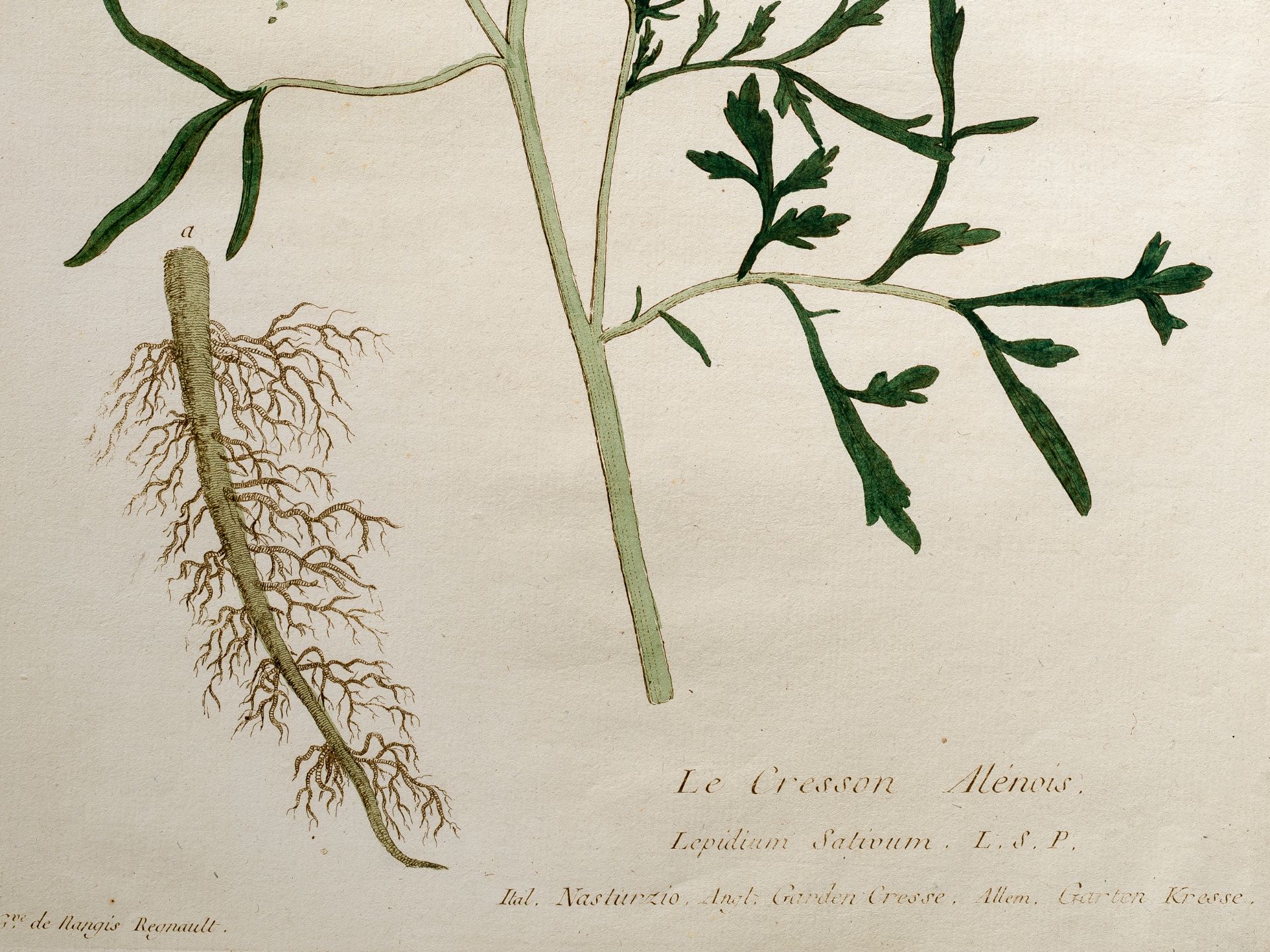 „Le Cresson Alénois“, Tafel aus botanischem Manuskript - Bild 2 aus 3