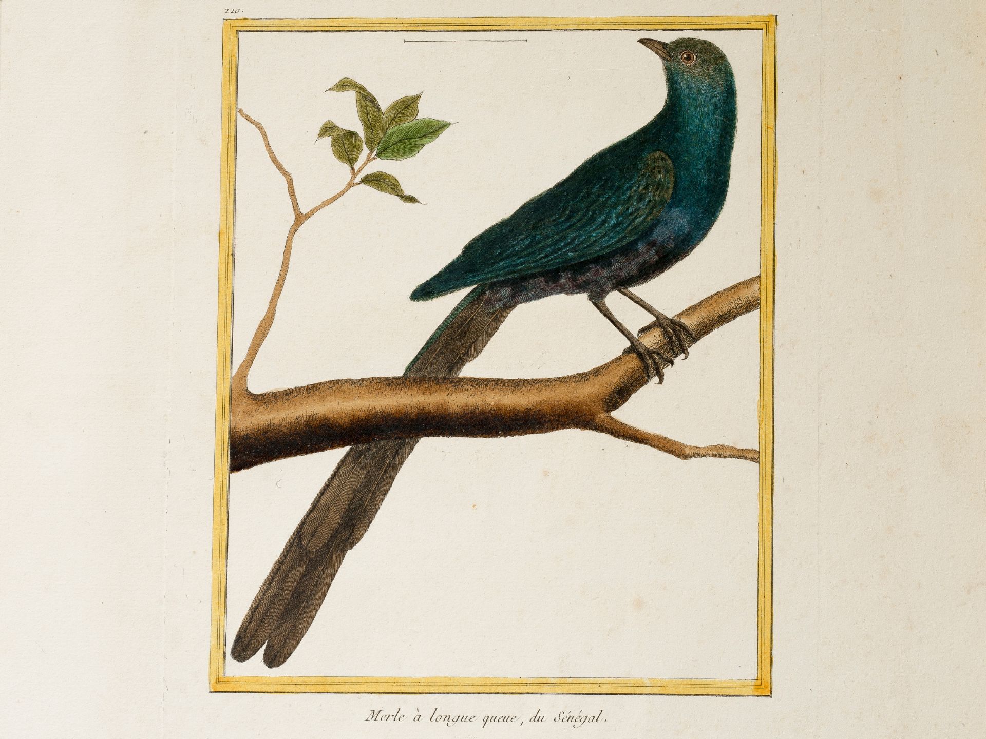 "Merle à longue queue, du Sénégal", From a French treatise on bird species, Coloured engraving