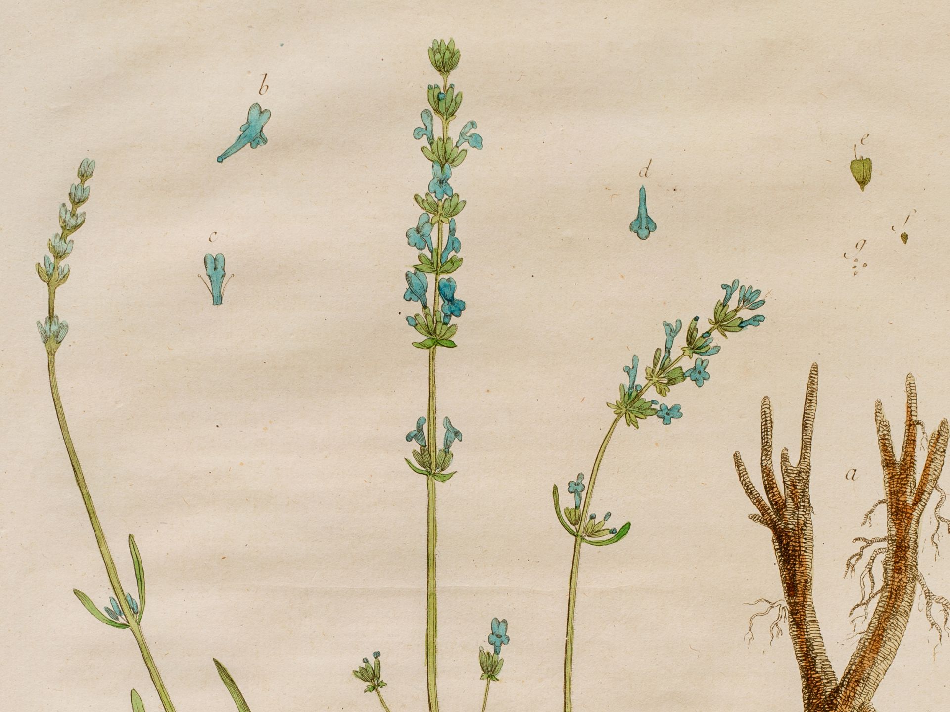 "La Lavande femmelle" (Lavender), Plate from botanical manuscript - Image 3 of 4
