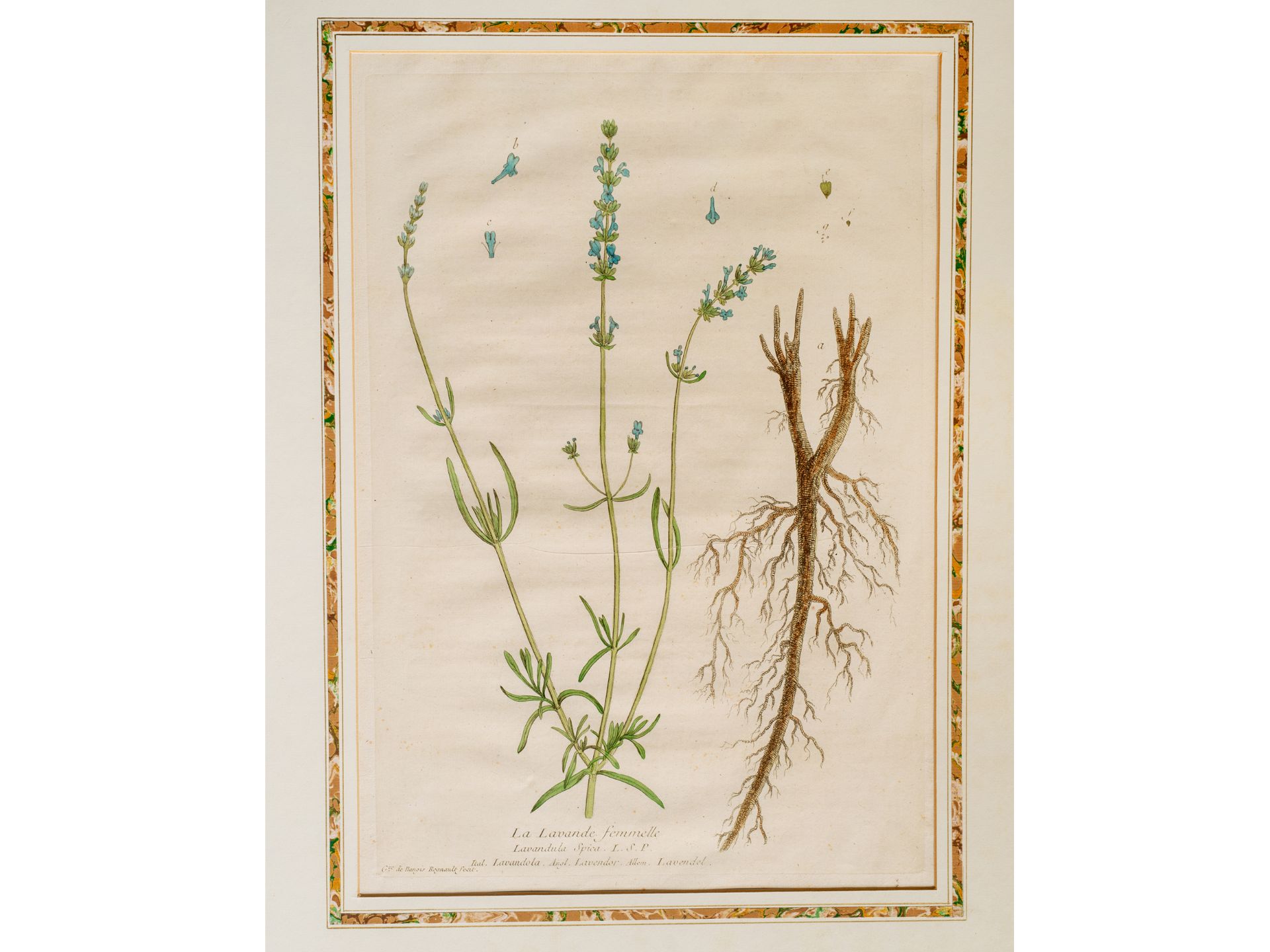 "La Lavande femmelle" (Lavender), Plate from botanical manuscript