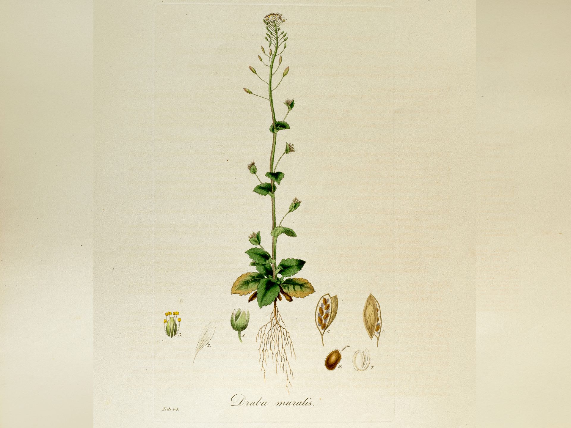 „Draba muralis“ (Mauer-Felsenblümchen), Tafel aus botanischem Manuskript