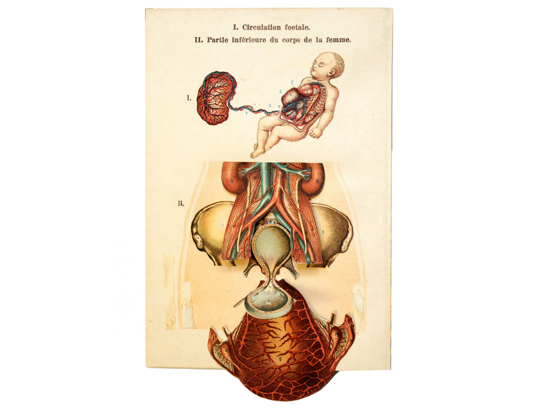 I. Circulation foetal. II. Partie inférieure du corps de la femme