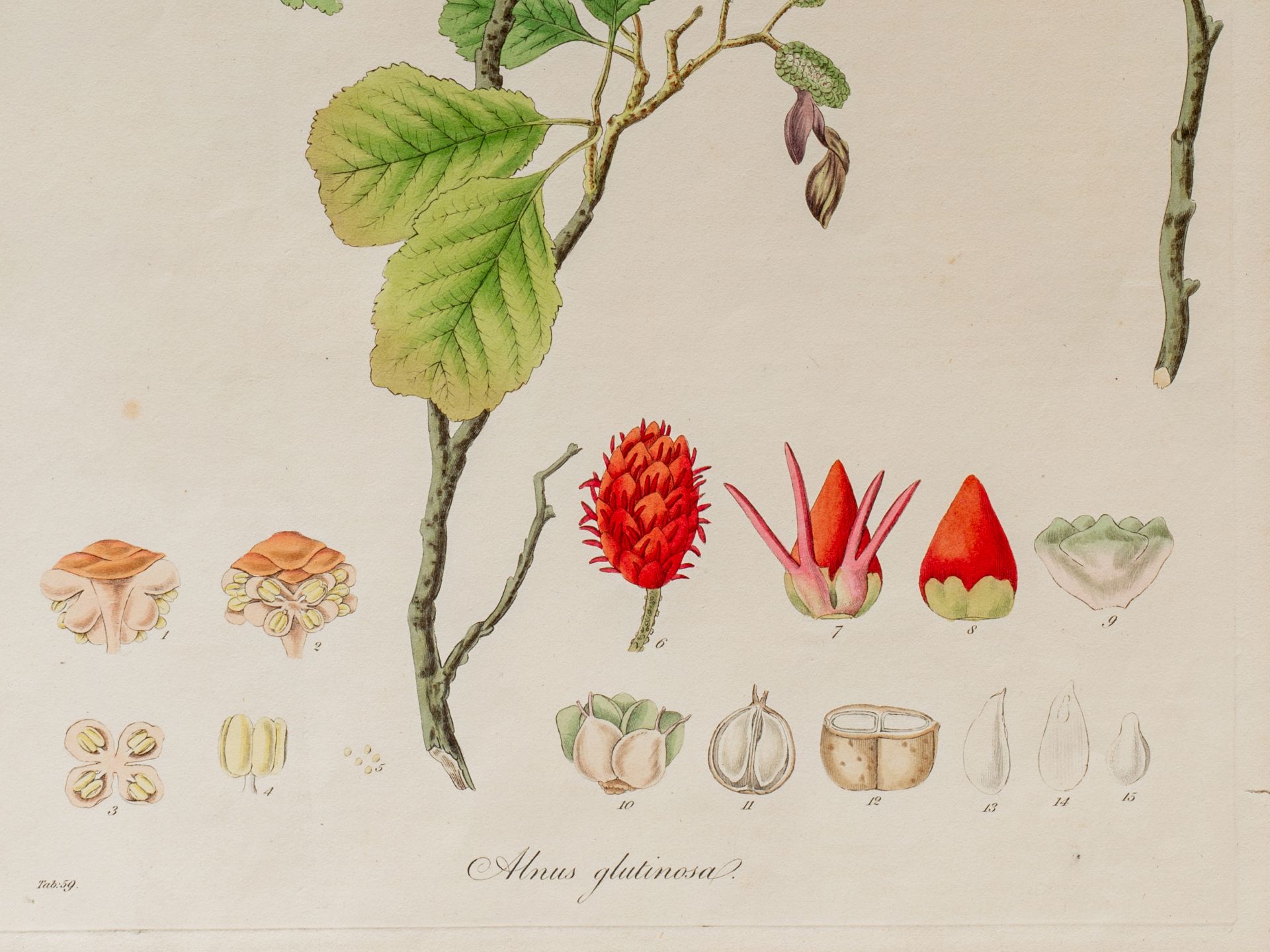 „Alnus glutinosa“ (Schwarz-Erle), Tafel aus botanischem Manuskript - Bild 2 aus 2