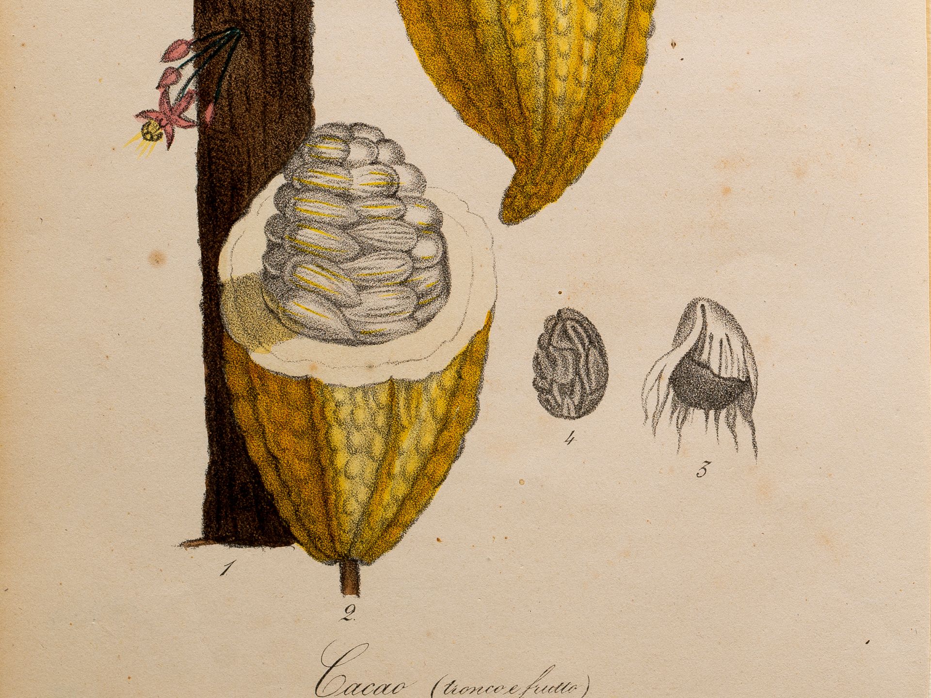 „Cacao (tronco e frutto)“ (Kakao), Tafel aus botanischem Manuskript, Kolorierter Stich - Bild 2 aus 2