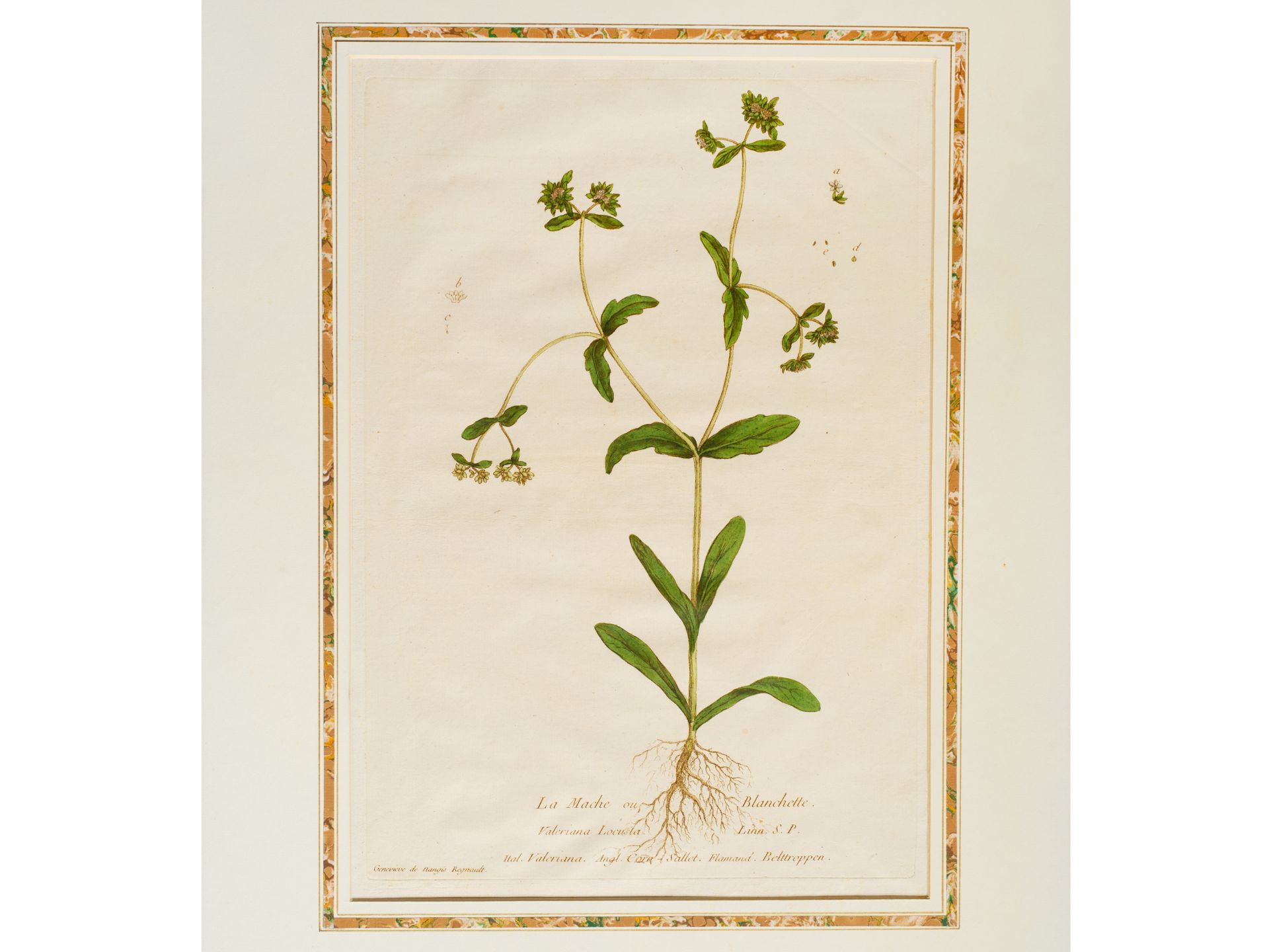 "La Mache ou Blanchette" (lamb's lettuce), Plate from botanical manuscript