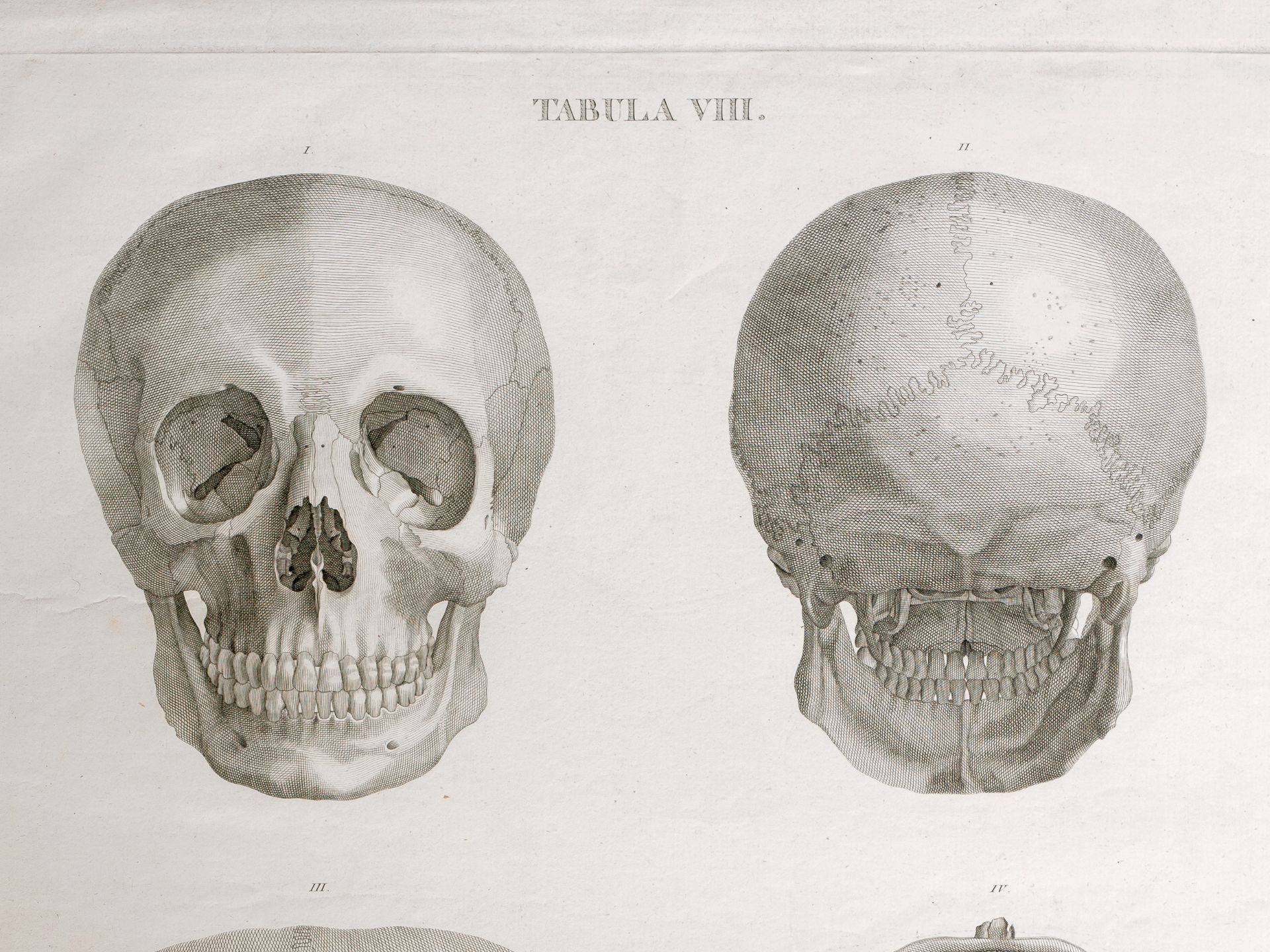 J. Ambrosi & Felix Zuliani, „Ansichten zweier Schädel“, Aus einem Traktat über Anatomie - Bild 2 aus 3