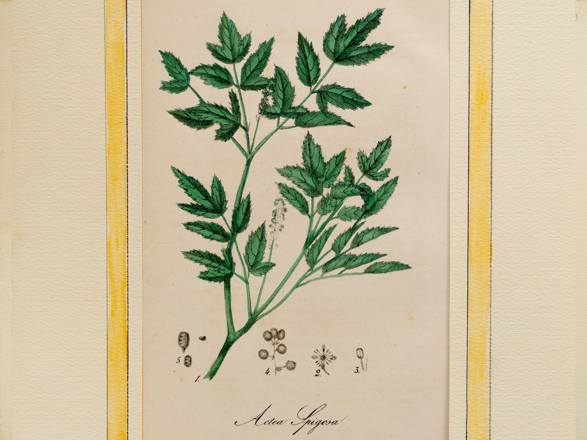 „Actea Spigosa“ (Christophskraut), Tafel aus botanischem Manuskript, Kolorierter Stich