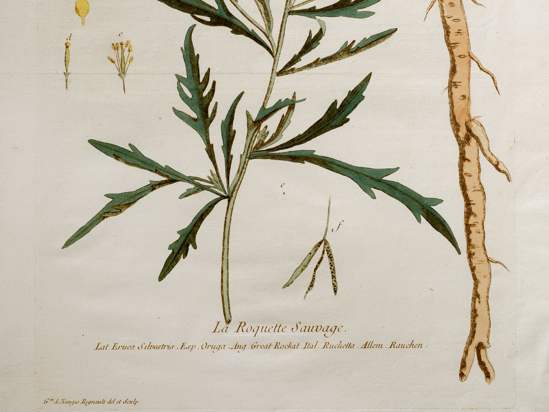 „La Roquette Sauvage“, Tafel aus botanischem Manuskript - Bild 2 aus 3