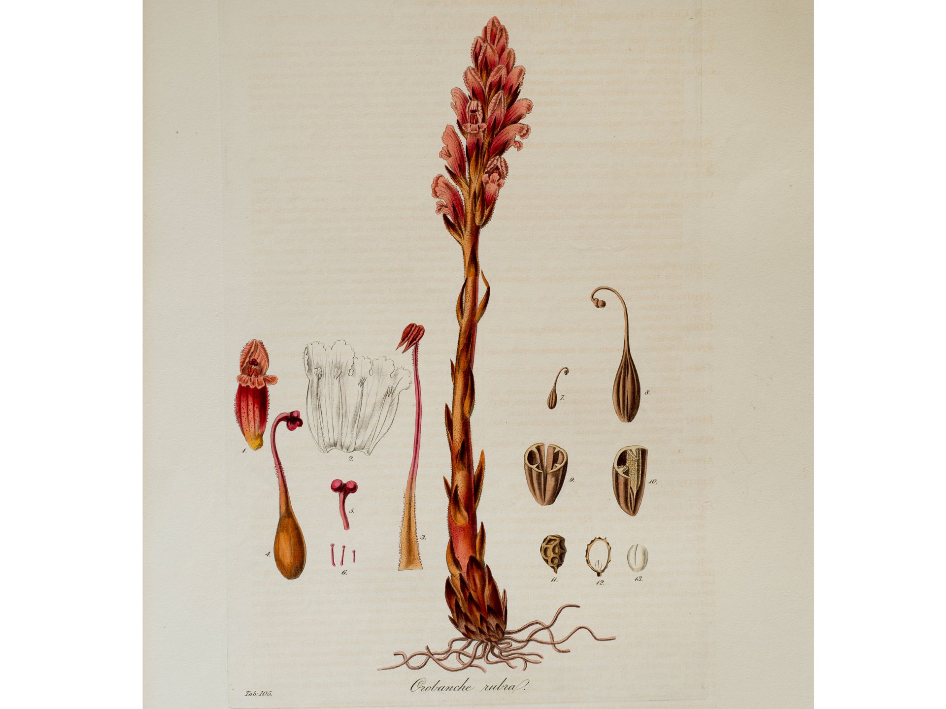 „Orobanche rubra“ (Sommerwurzen), Tafel aus botanischem Manuskript