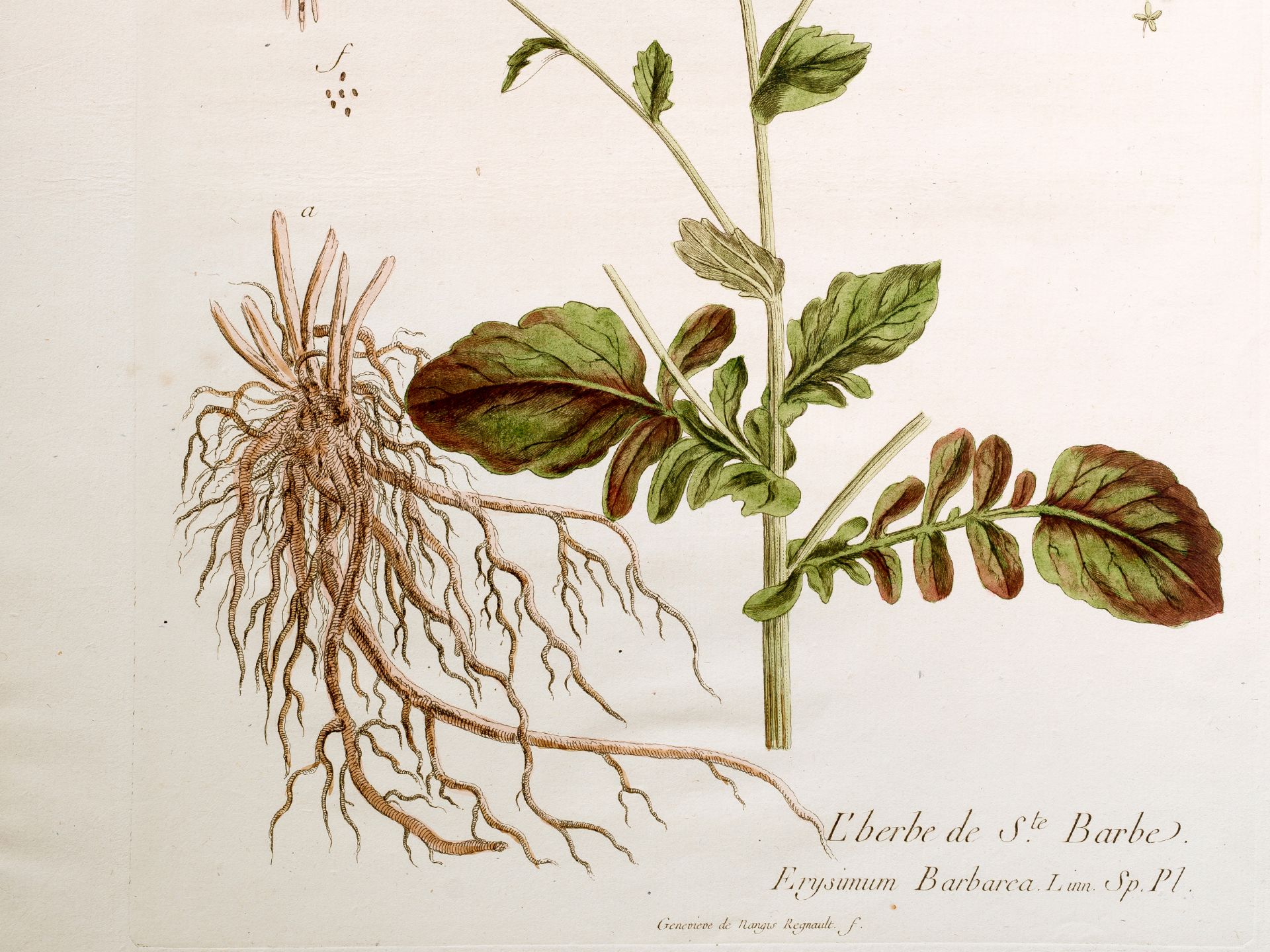 „L’berbe de S. Barbe“, Tafel aus botanischem Manuskript - Bild 2 aus 3