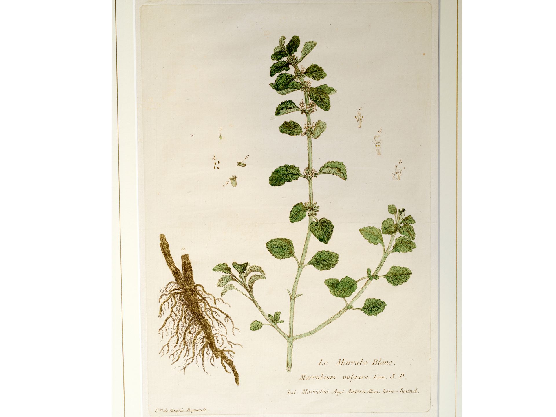 „Le Marrube Blanc“, Tafel aus botanischem Manuskript