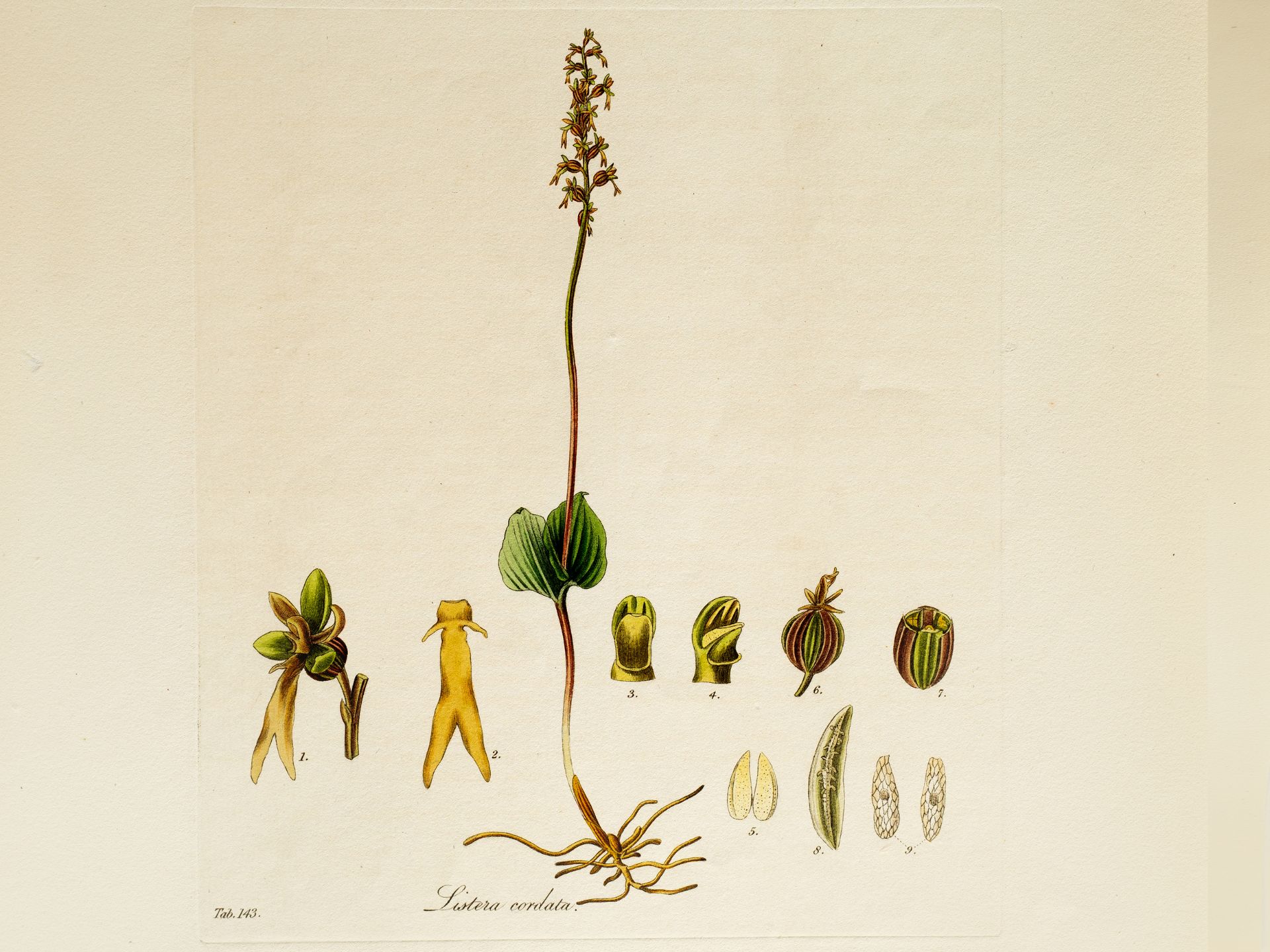 „Listera cordata“ (Kleines Zweiblatt), Tafel aus botanischem Manuskript