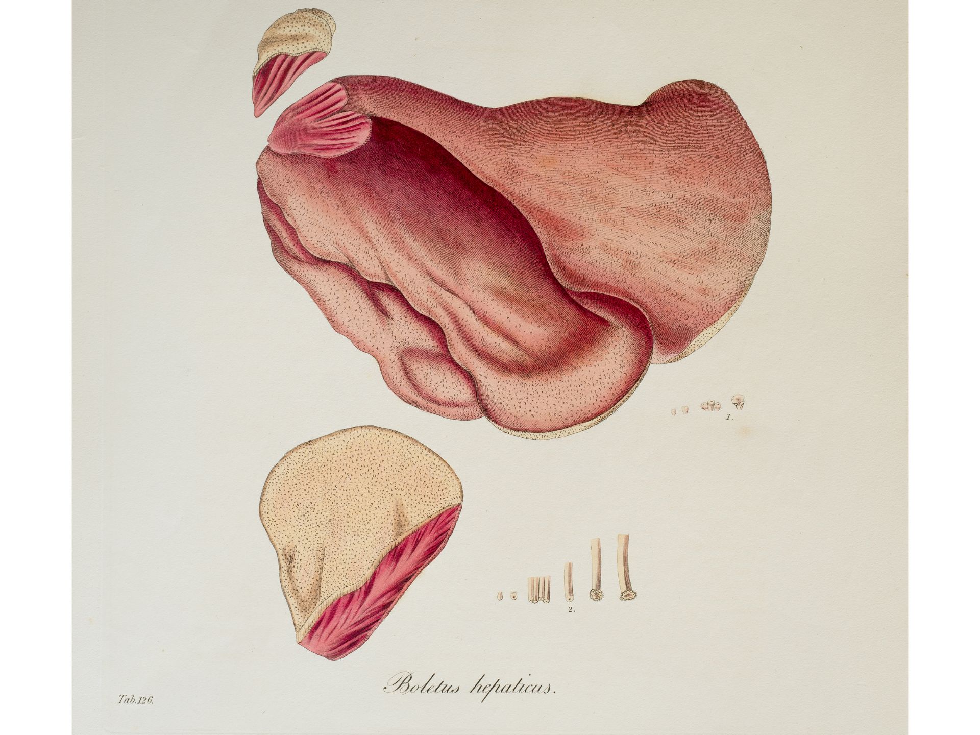 „Boletus hepaticus“ (Leberpilz), Tafel aus botanischem Manuskript