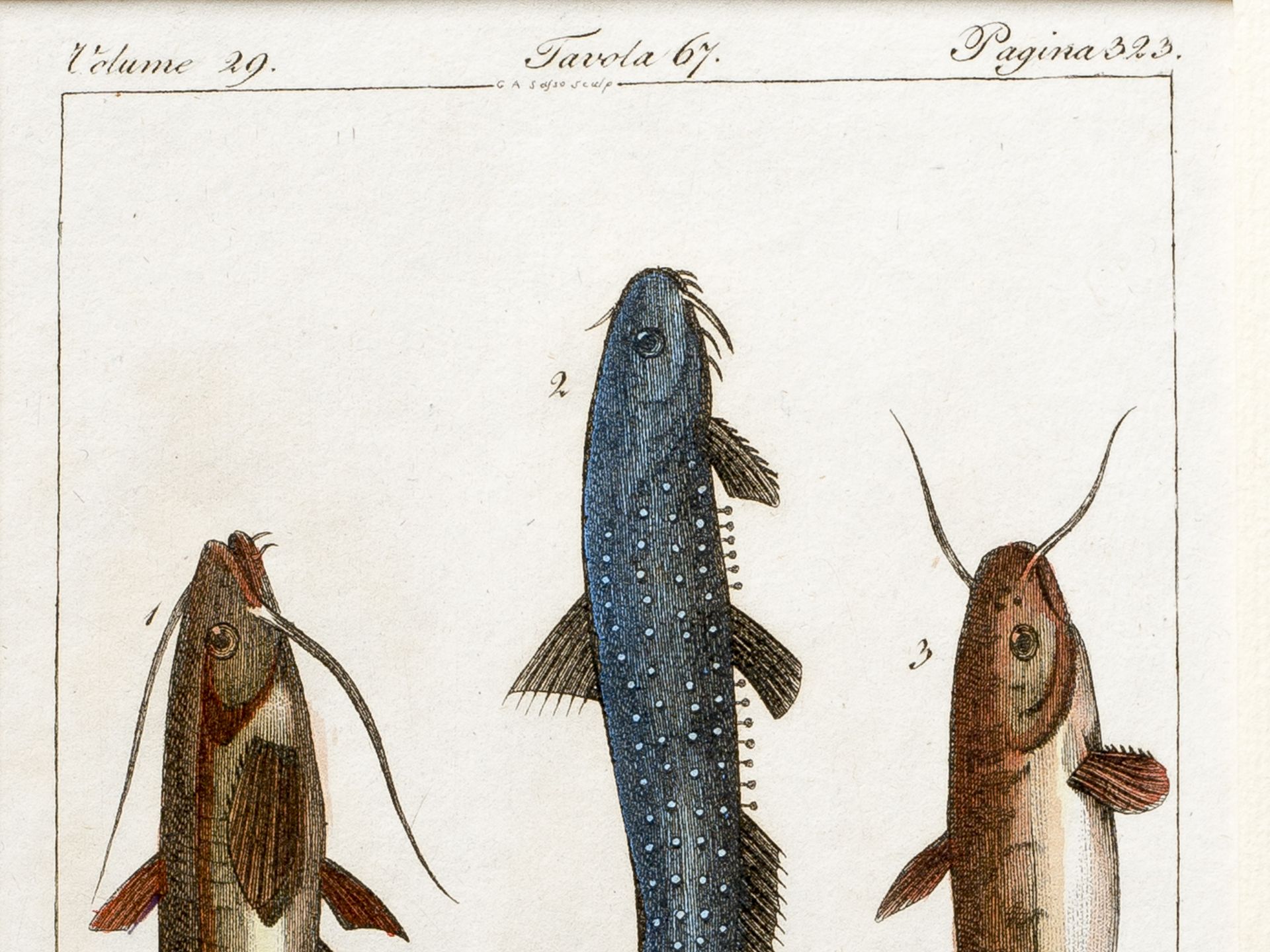 „Drei Welse“, Aus einem italienischen Lexikon über Fischarten - Bild 2 aus 3