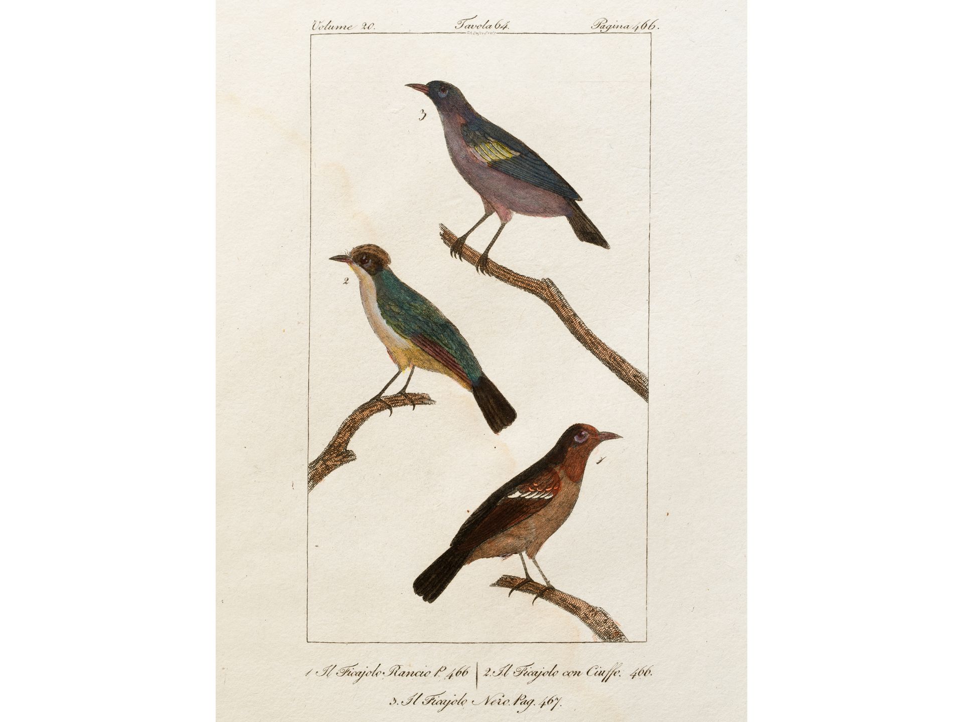 "Ficajolo" (3 subspecies), From an Italian treatise on bird species, Coloured engraving