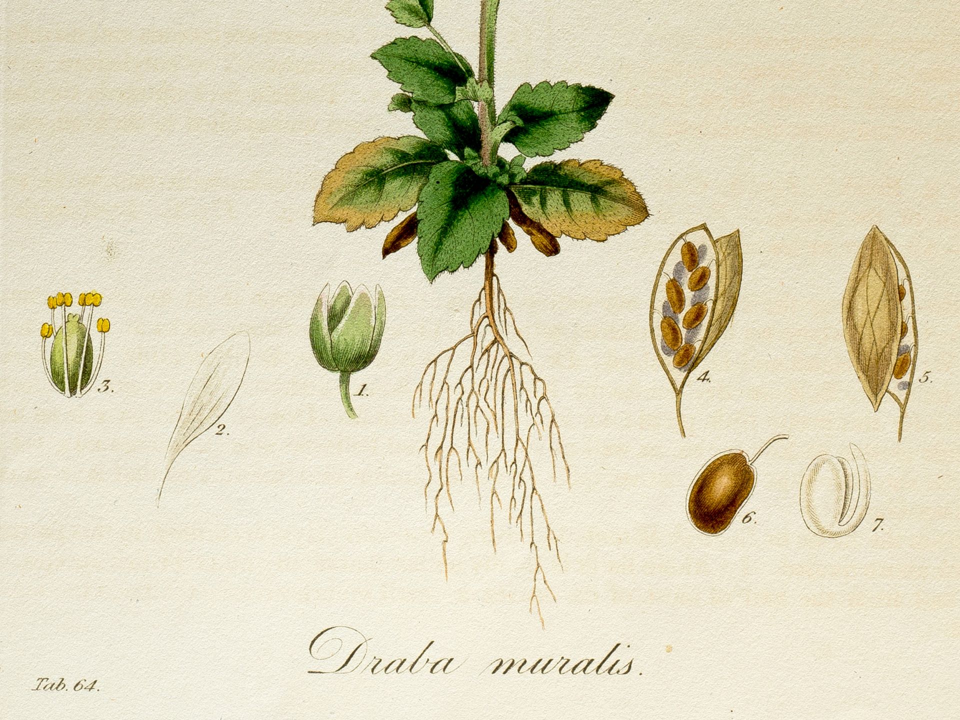 „Draba muralis“ (Mauer-Felsenblümchen), Tafel aus botanischem Manuskript - Bild 2 aus 2