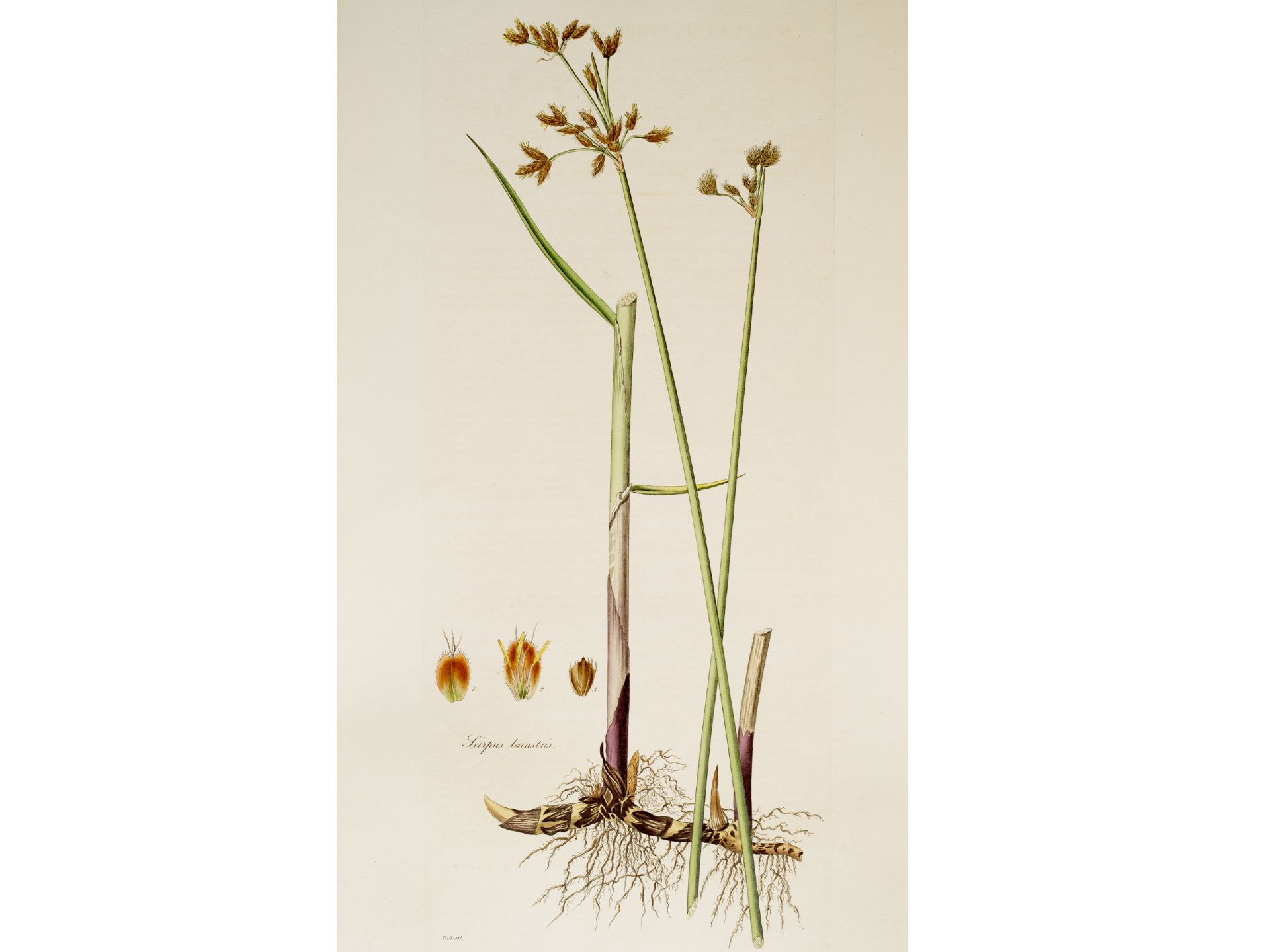 „Scirpus lacustris“ (Grüne Teichbinse), Tafel aus botanischem Manuskript, Aus „Flora Londinensis“