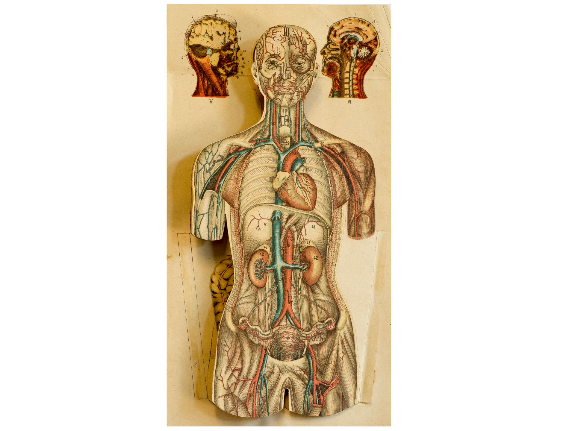 "Anatomy model", Fold-out, From: Friedrich Eduard Bilz