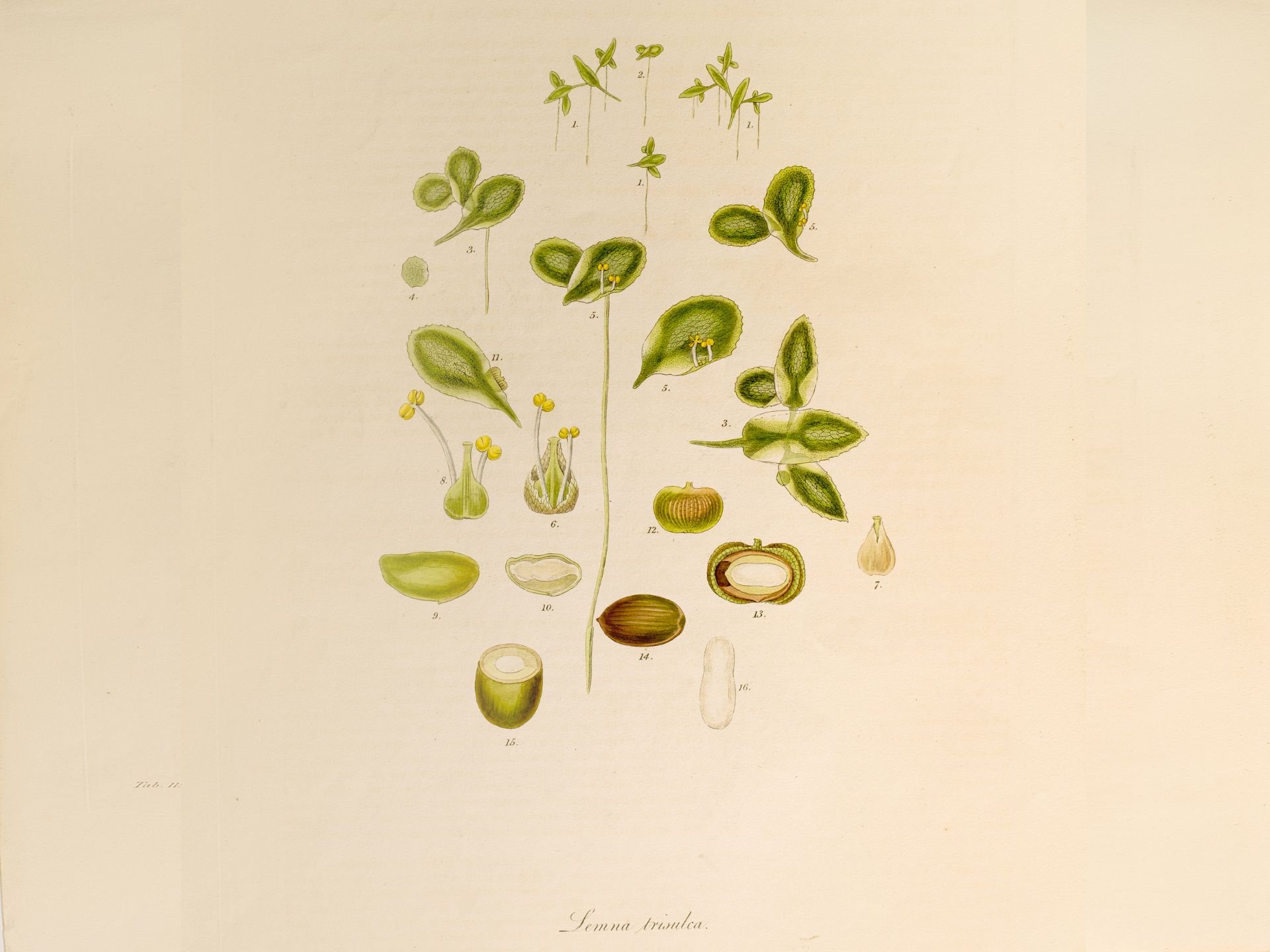 „Lemna trisulca“ (Dreifurchige Wasserlinse), Tafel aus botanischem Manuskript