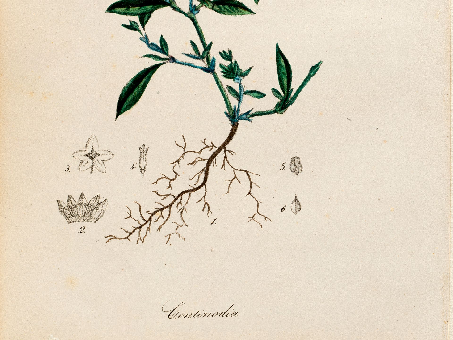 „Centinodia“ (Vogelknöterich), Tafel aus botanischem Manuskript, Kolorierter Stich - Bild 2 aus 2