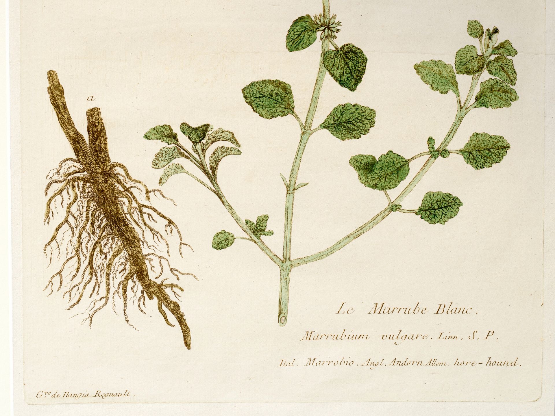 „Le Marrube Blanc“, Tafel aus botanischem Manuskript - Bild 2 aus 3