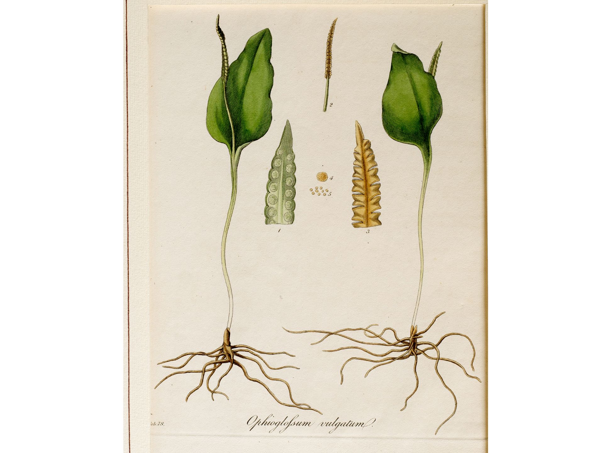 "Ophioglossum vulgatum" (common adder's tongue), Plate from botanical manuscript