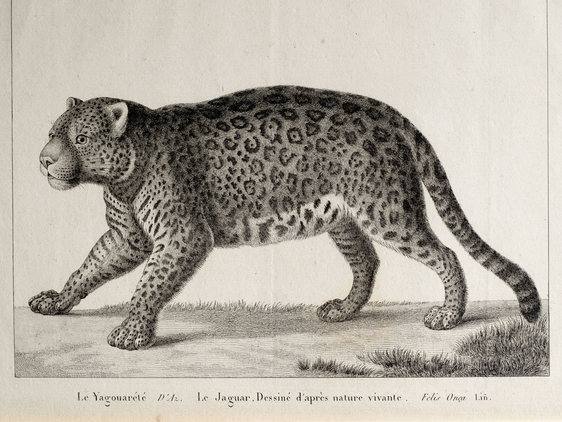 „Le Yagouarété D’Az. Le Jaguar. Dessiné d‘après nature vivante”, Aus Félix de Azara