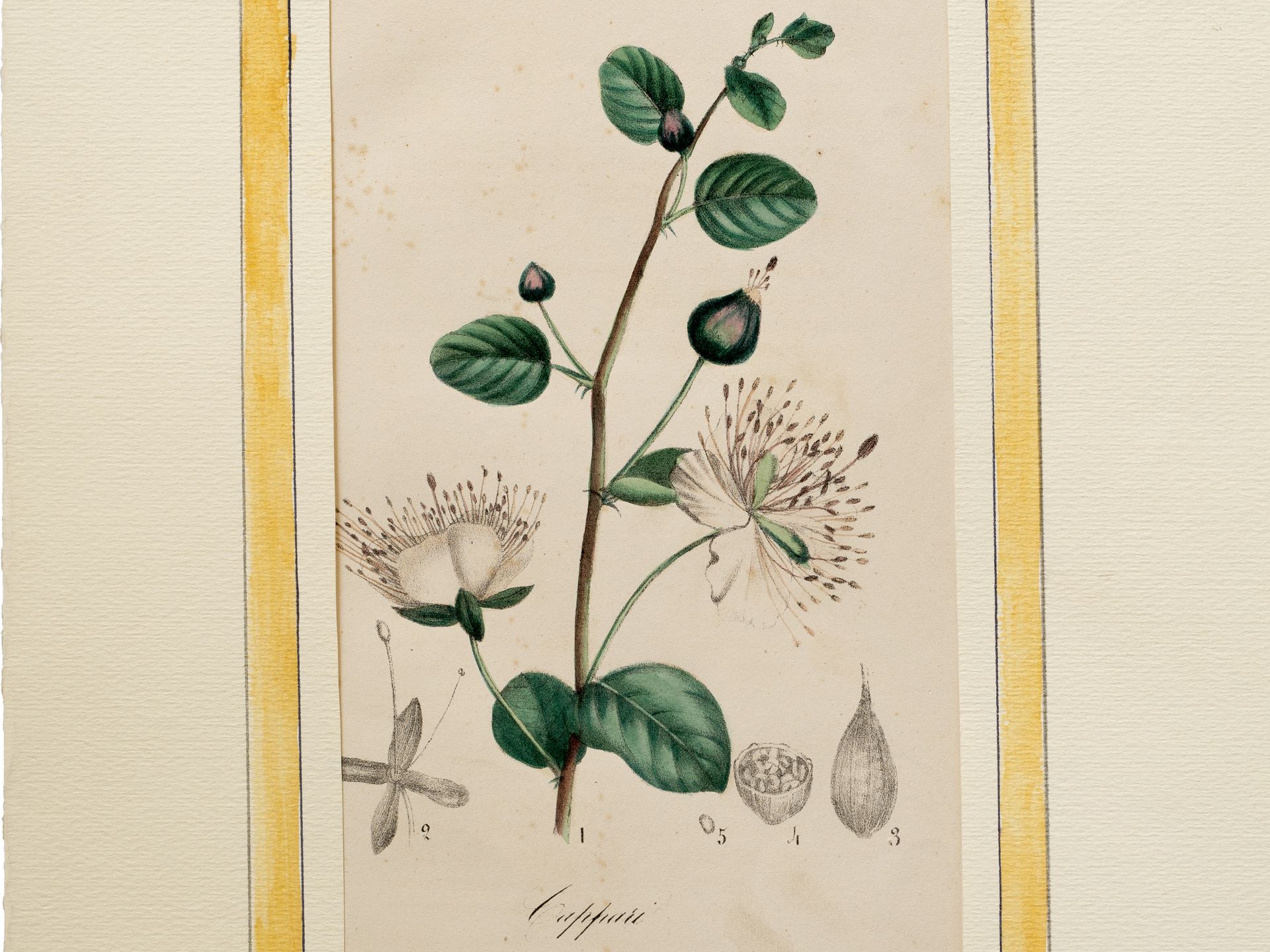 "Cappari" (caper), Plate from botanical manuscript, Coloured engraving